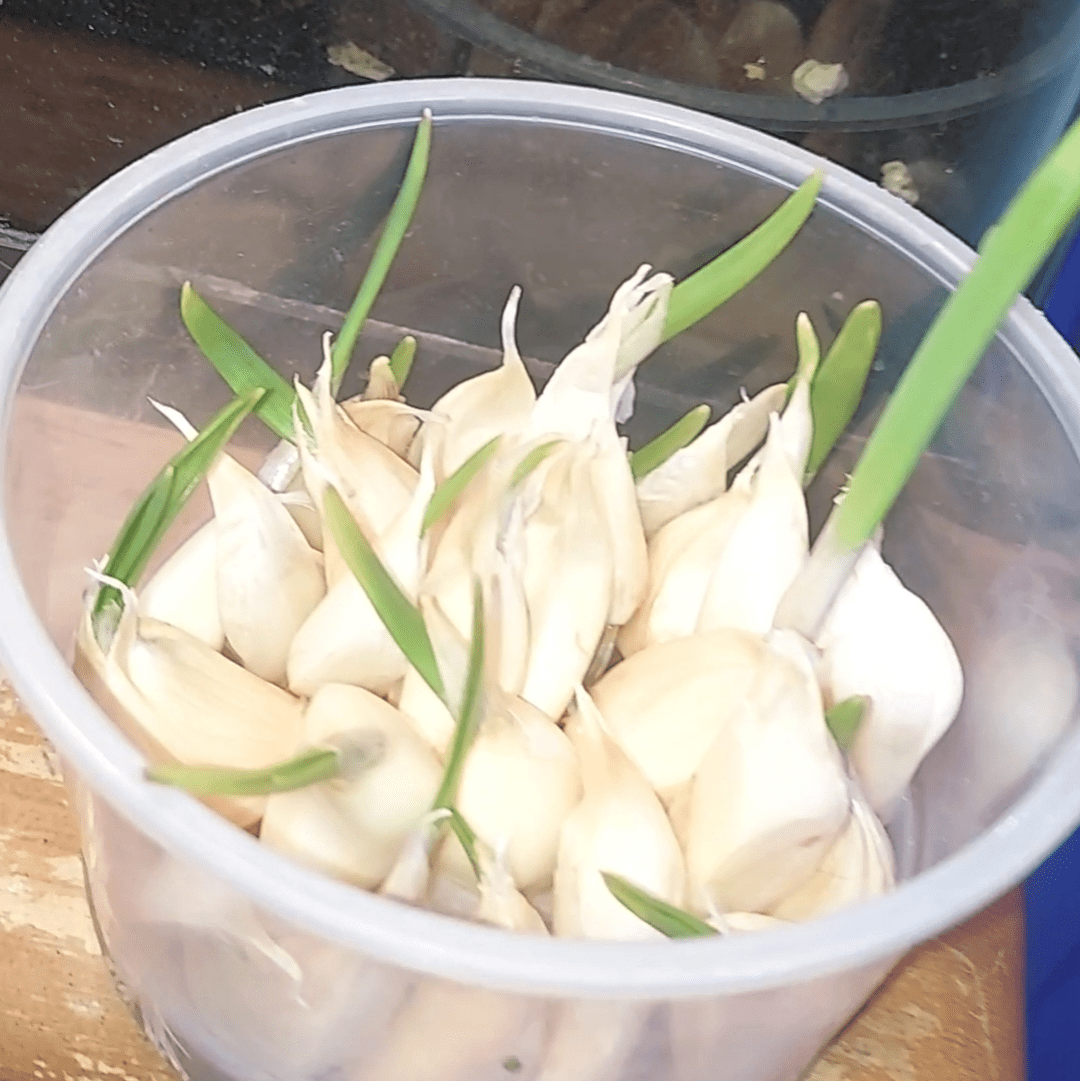 zone 6a; can I plant these garlic cloves in the ground? do I need to