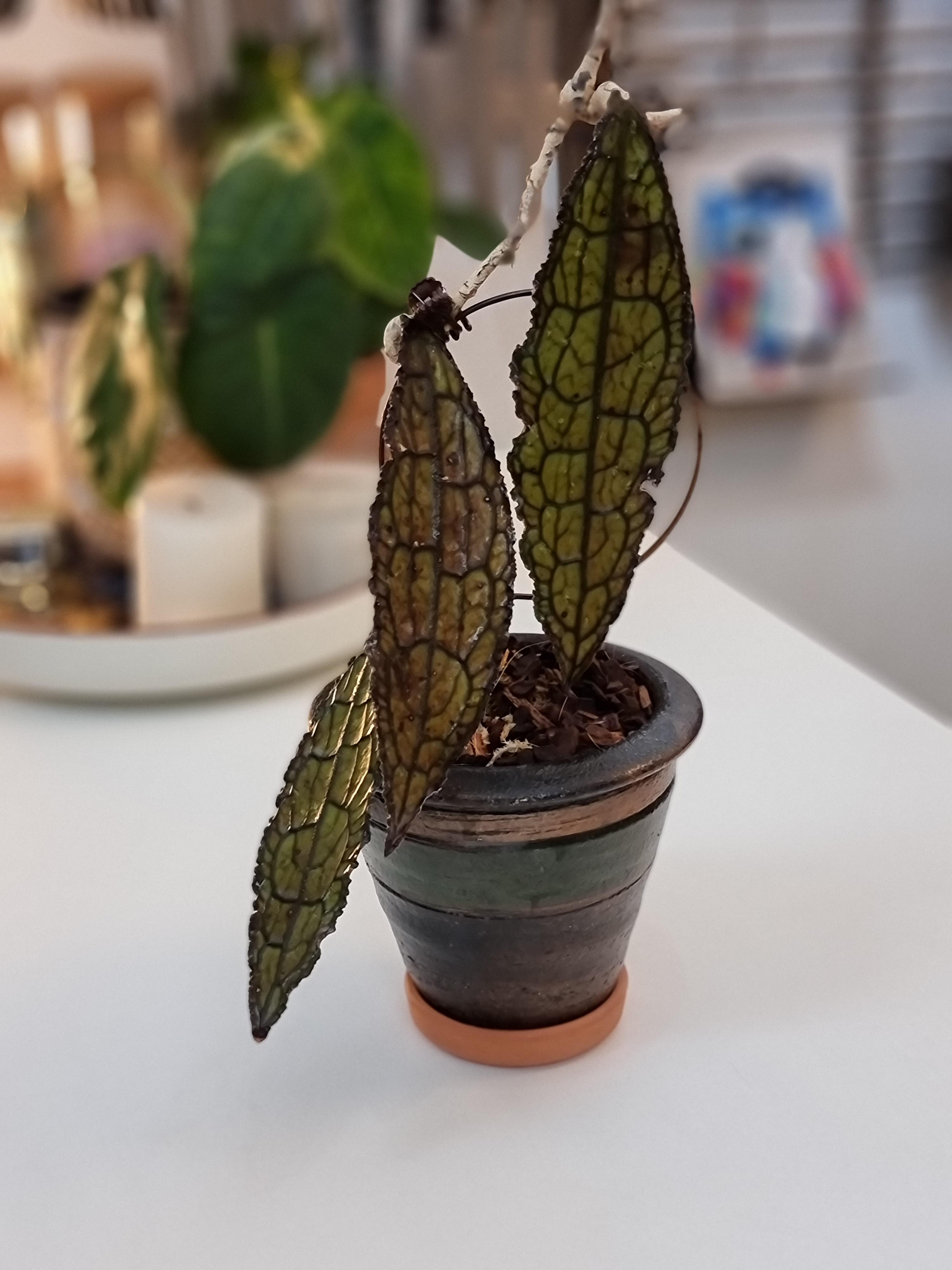 Something about Hoya Clemensiorum that I cannot place. It's just an