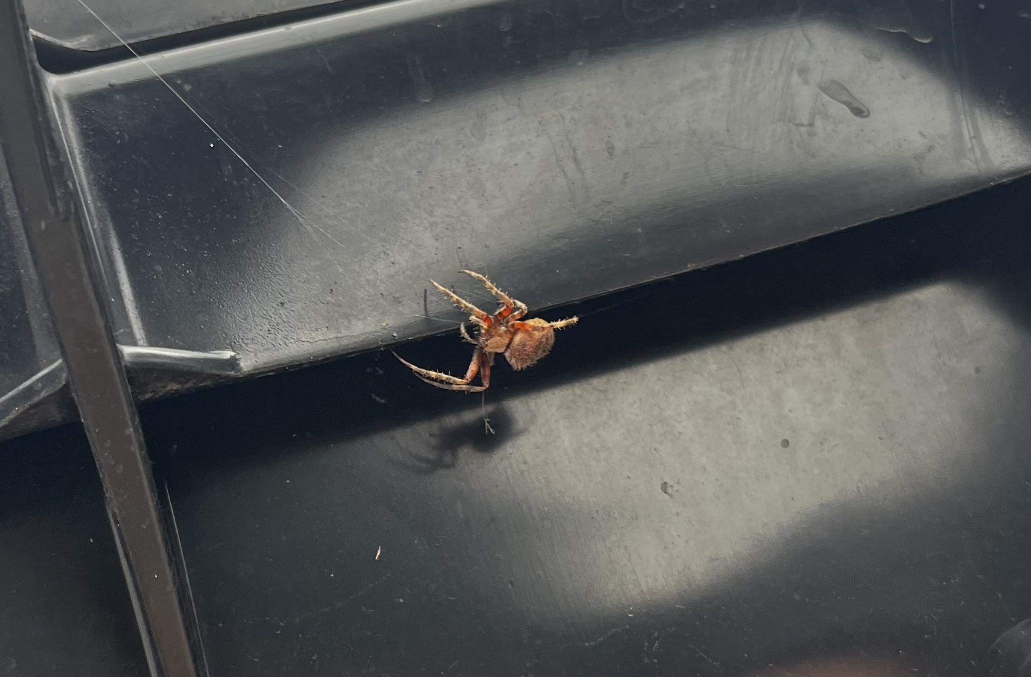 Found in Illinois, type? : r/spiders