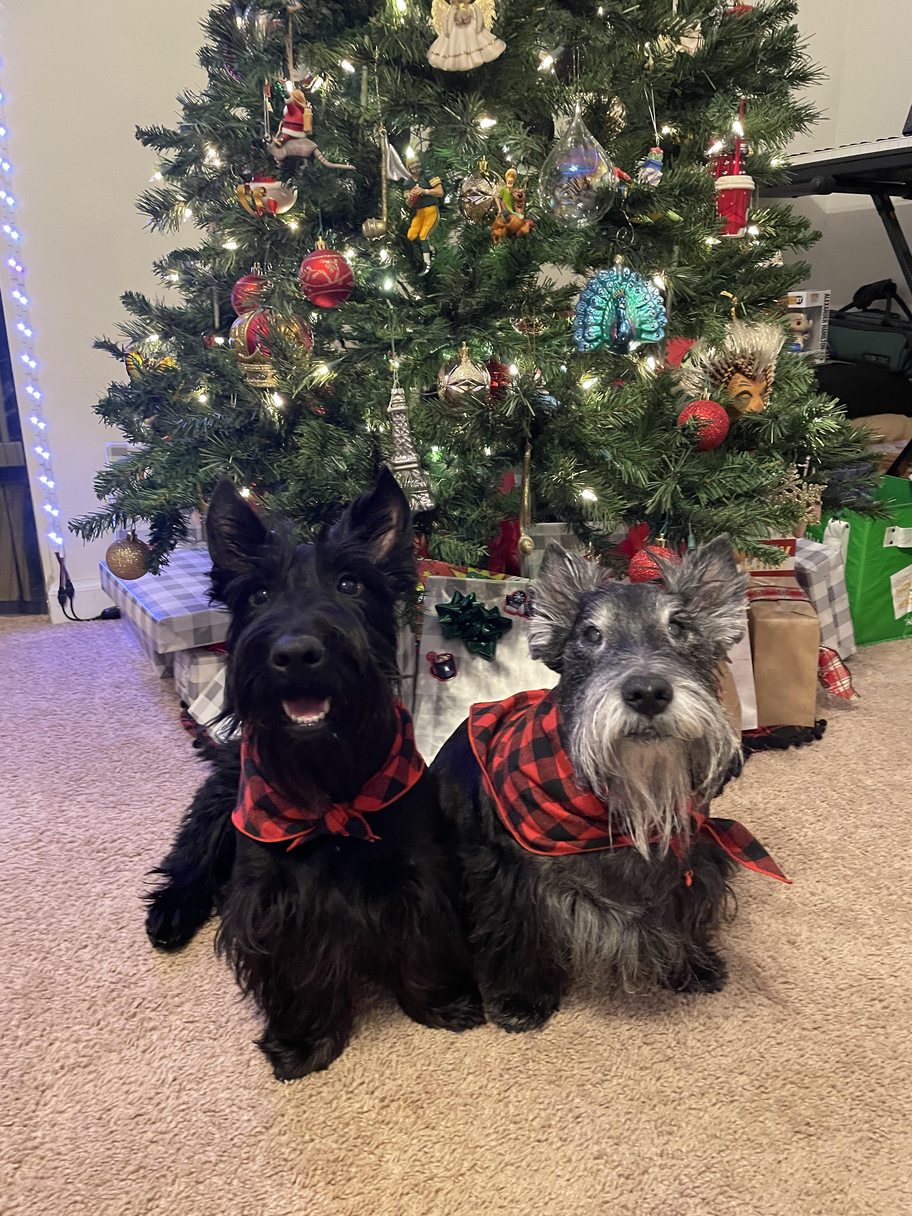 Merry Scottie Christmas 🎄 r/scottishterriers