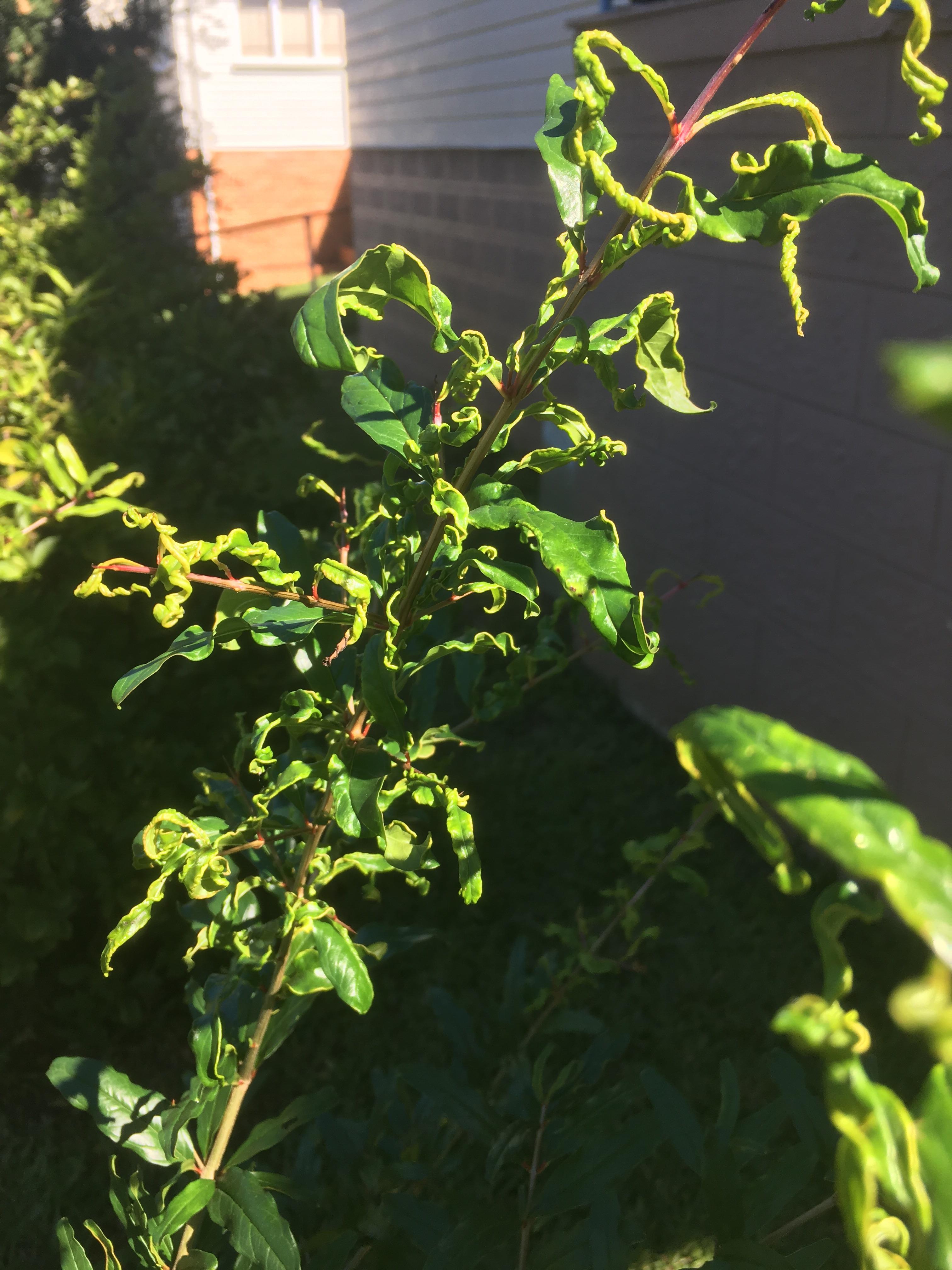 What’s wrong with my pomegranate tree leaves? r/gardening