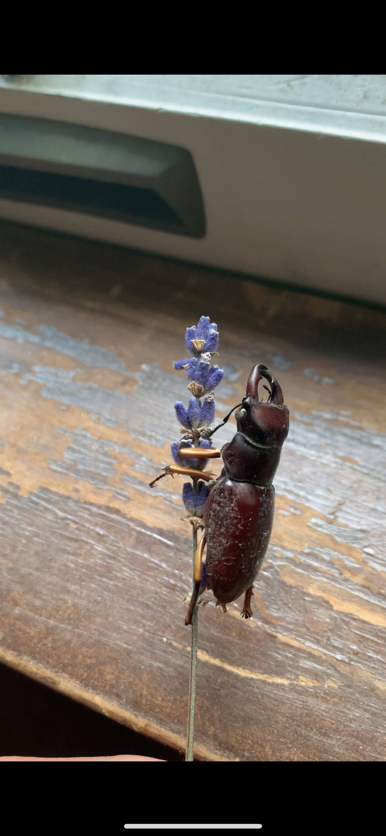 UK large black clock beetle with one half of his wing broken Beetles