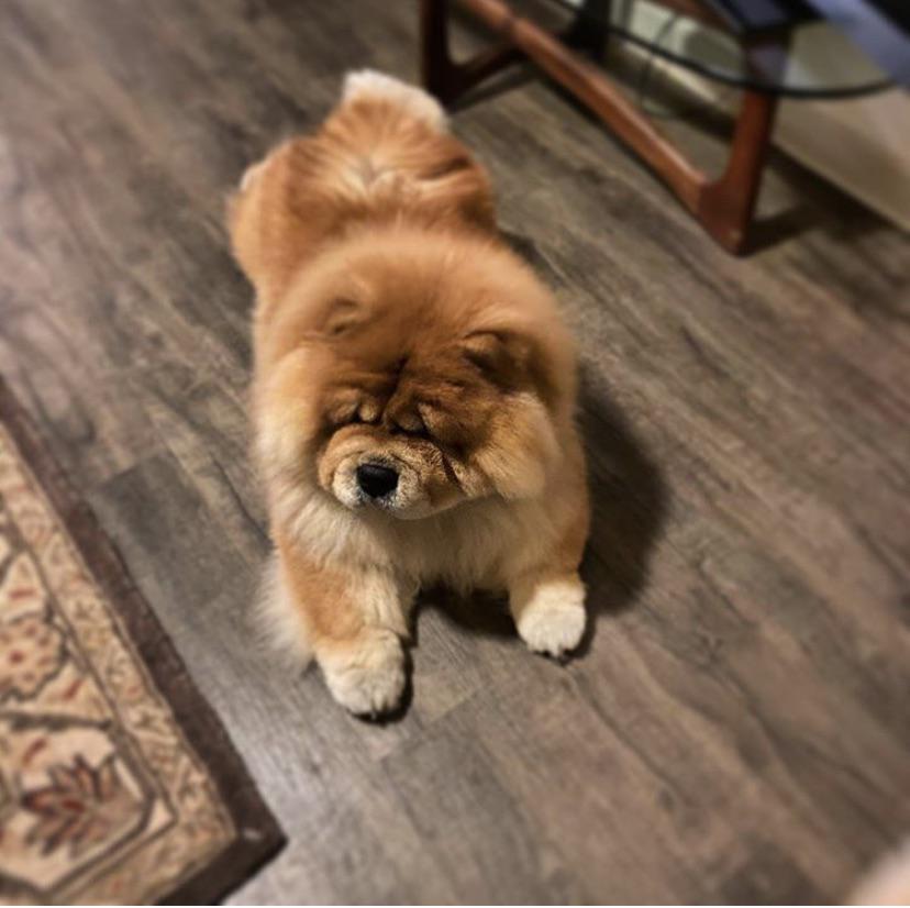 Chow experts Which race of chow is this? Looking for