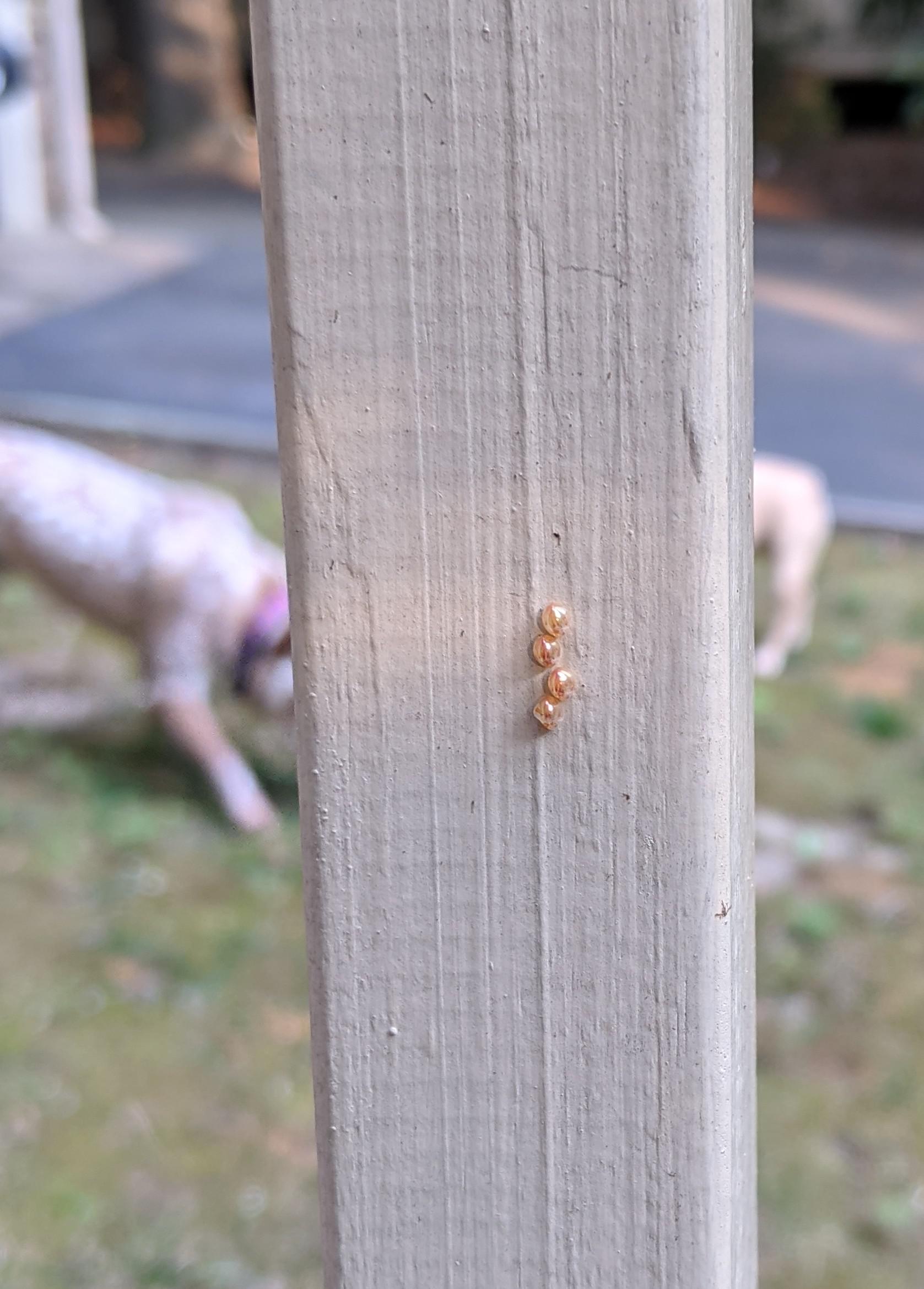 Richmond, VA Tiny golden eggs on my porch railing. What kind of bug