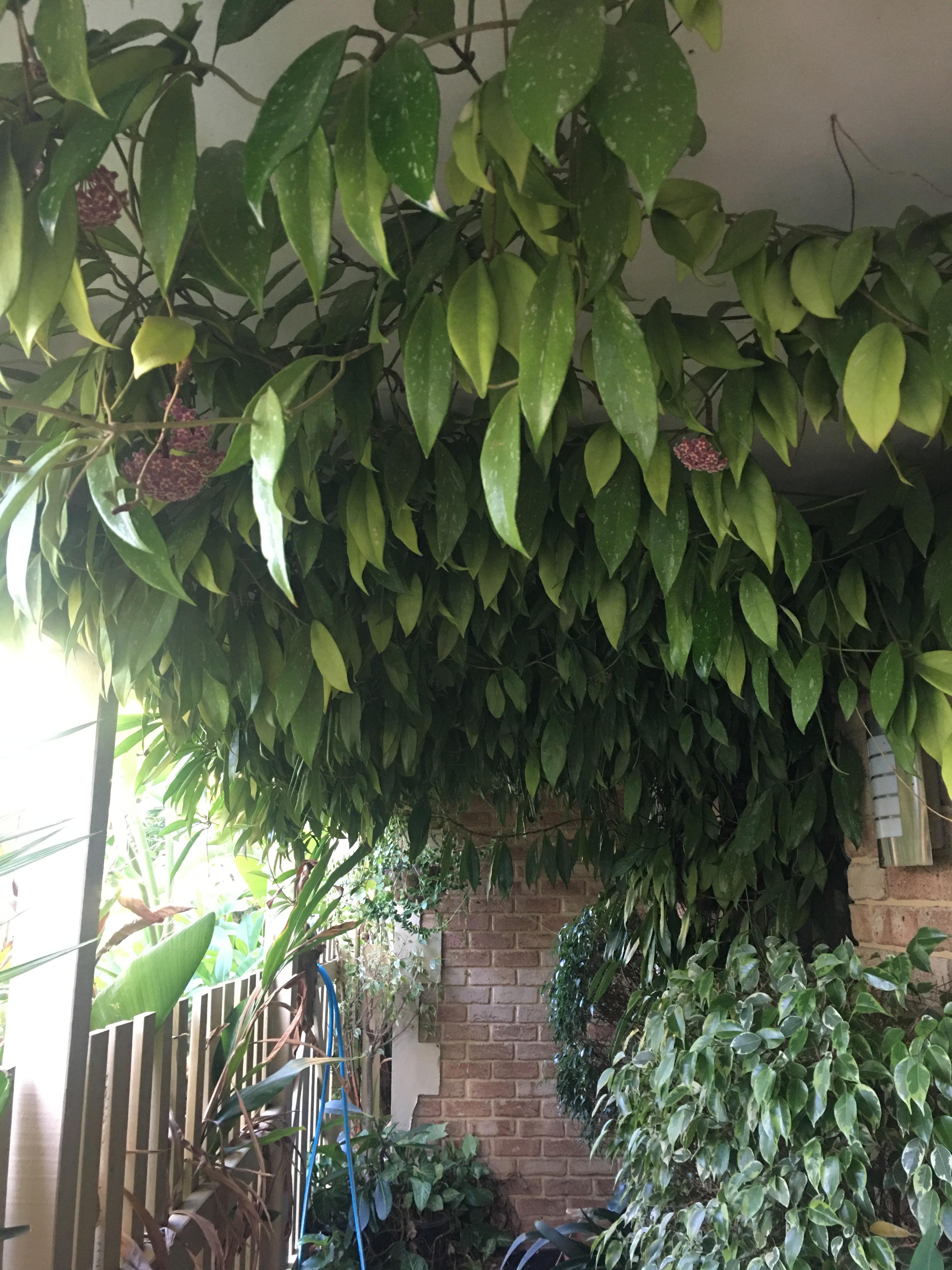 Front entrance of my house, Hoyas in hanging baskets and growing along