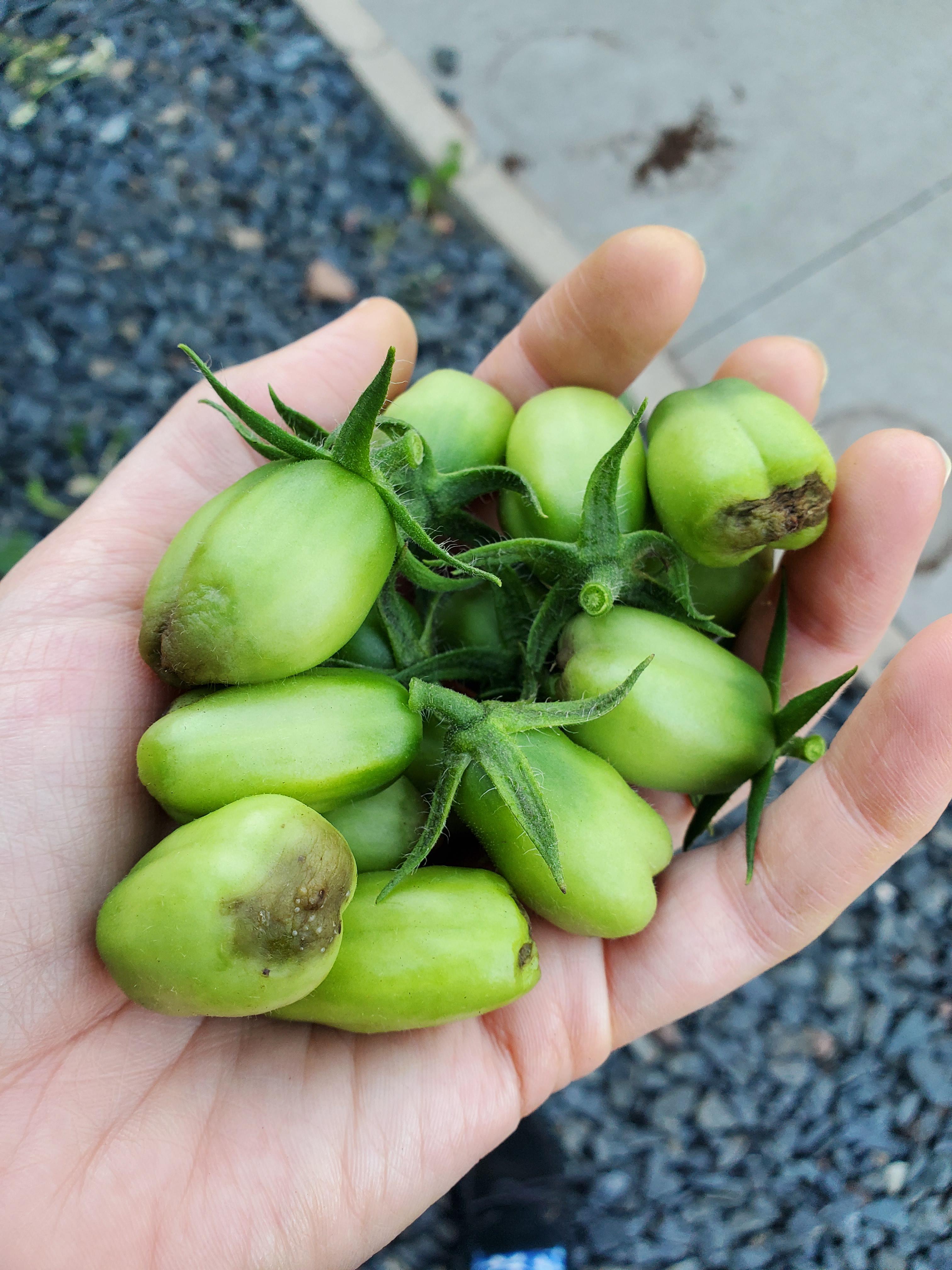 All San marzano of a particular size got blossom end rot (details in
