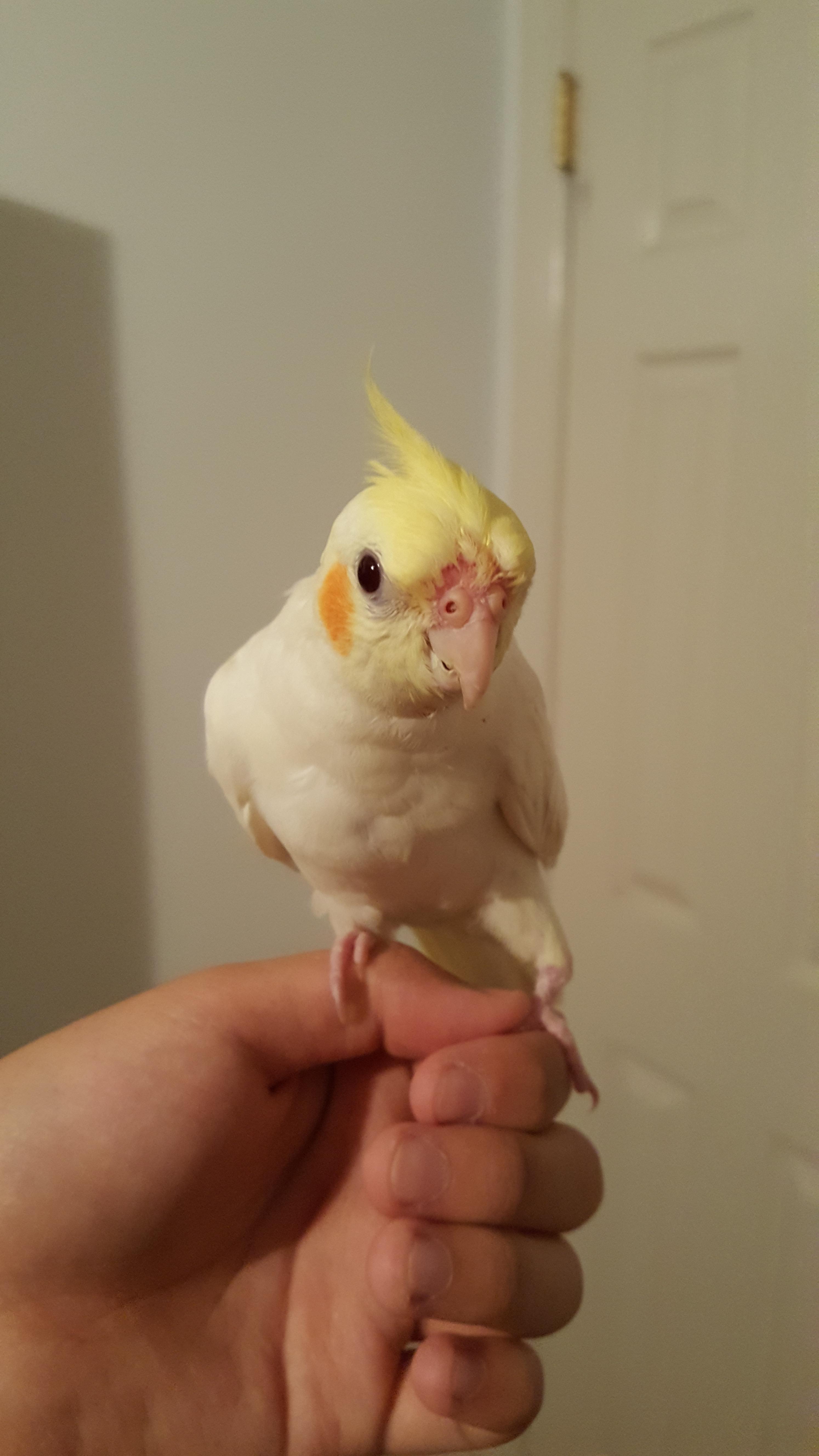 Is it normal for cockatiels to molt their crests? r/cockatiel