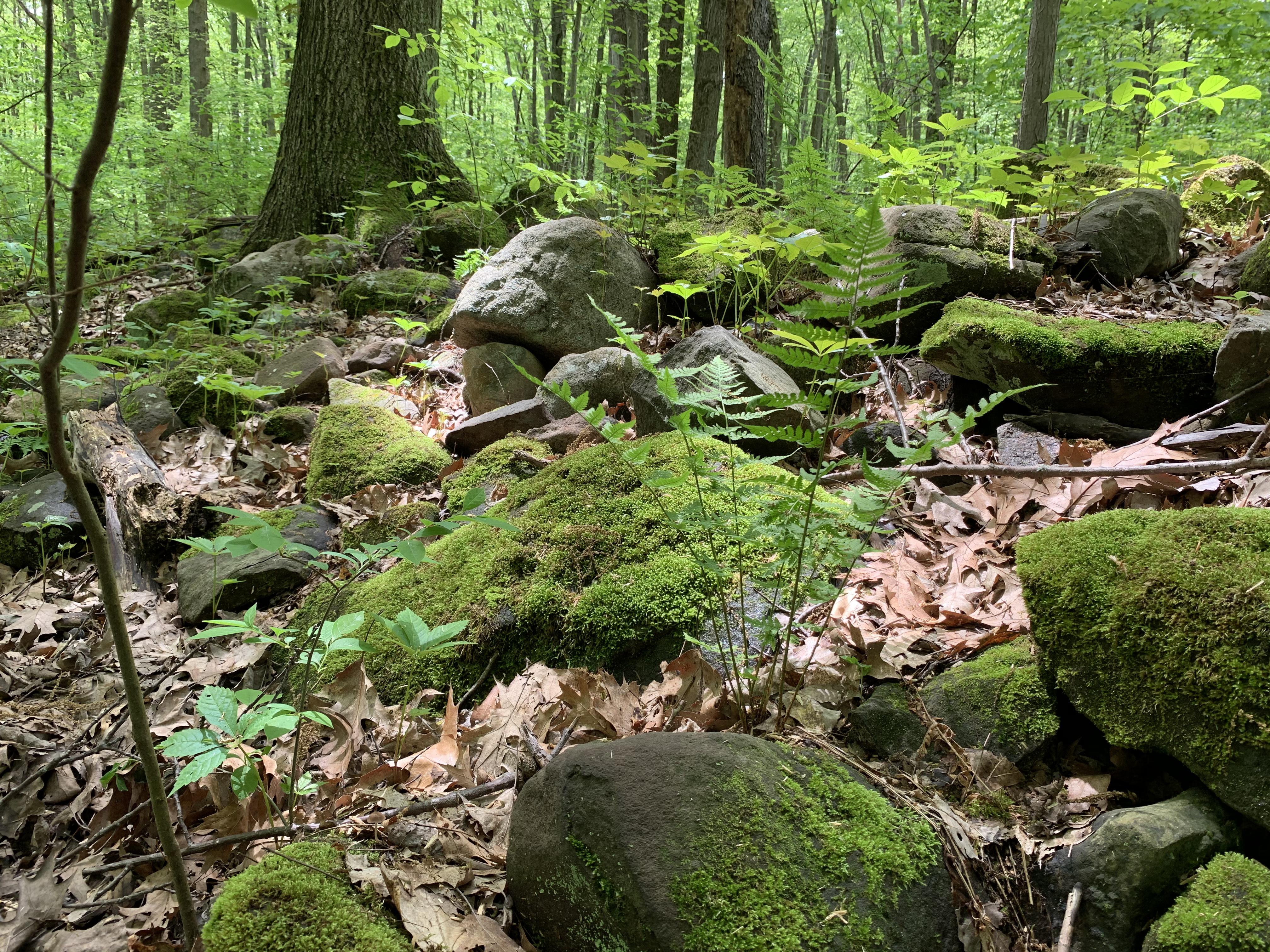 Bradley Woods Reservation, Westlake, OH r/Forest