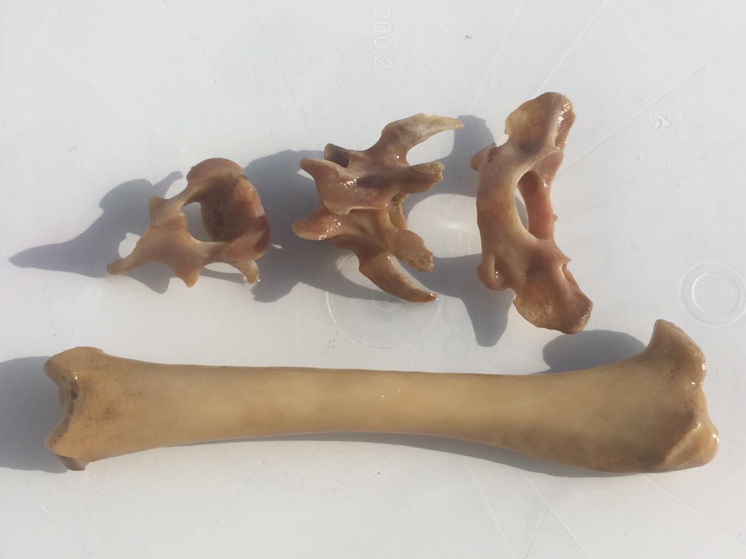 I’m degreasing some bones in soap water and several of my vertebrae are turning pinkish, “whiter