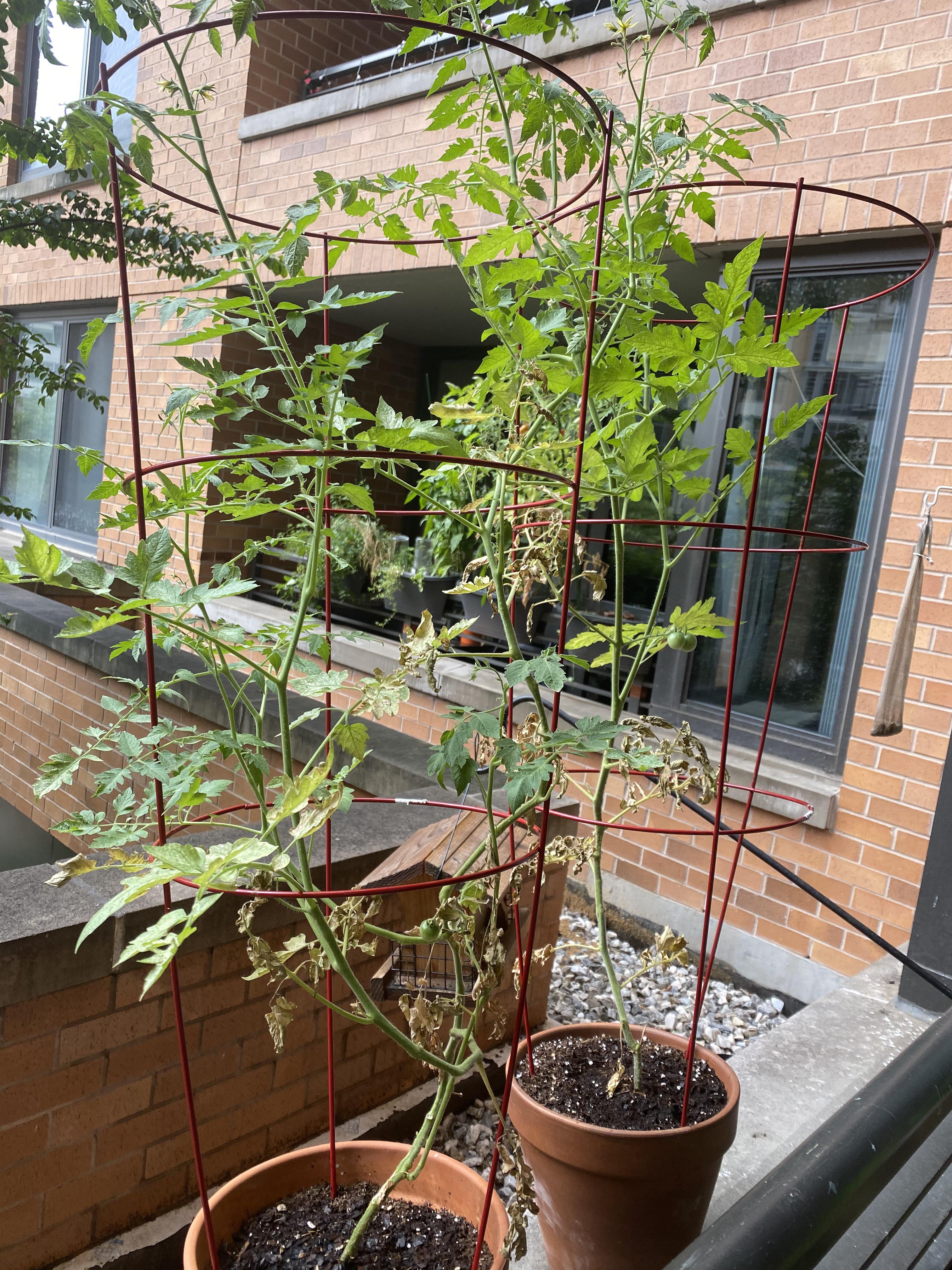 Tomato plants lush and blooming at top...lower branches browning and