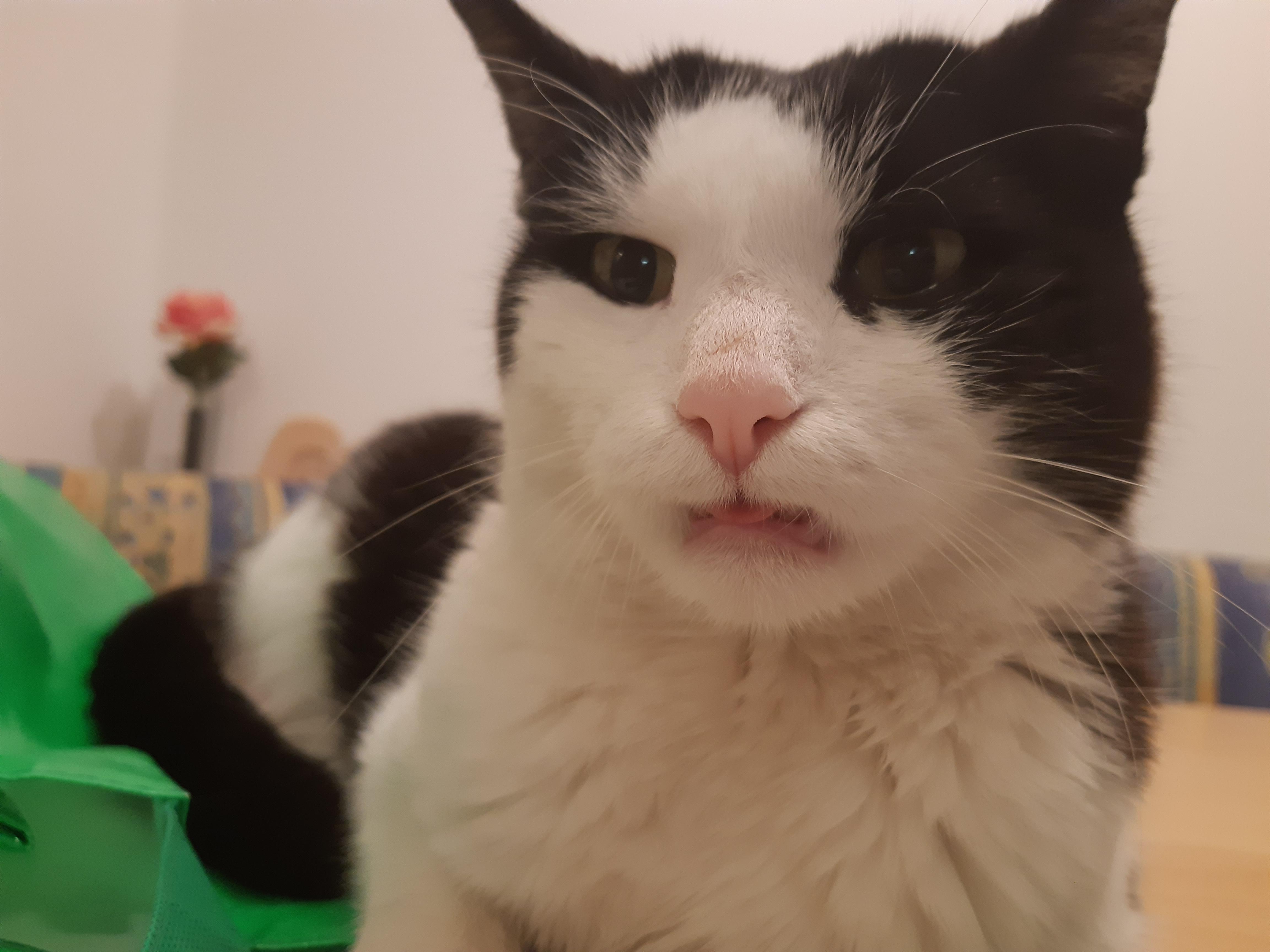 My cat lost two of his front teeth, now his tongue is always sticking
