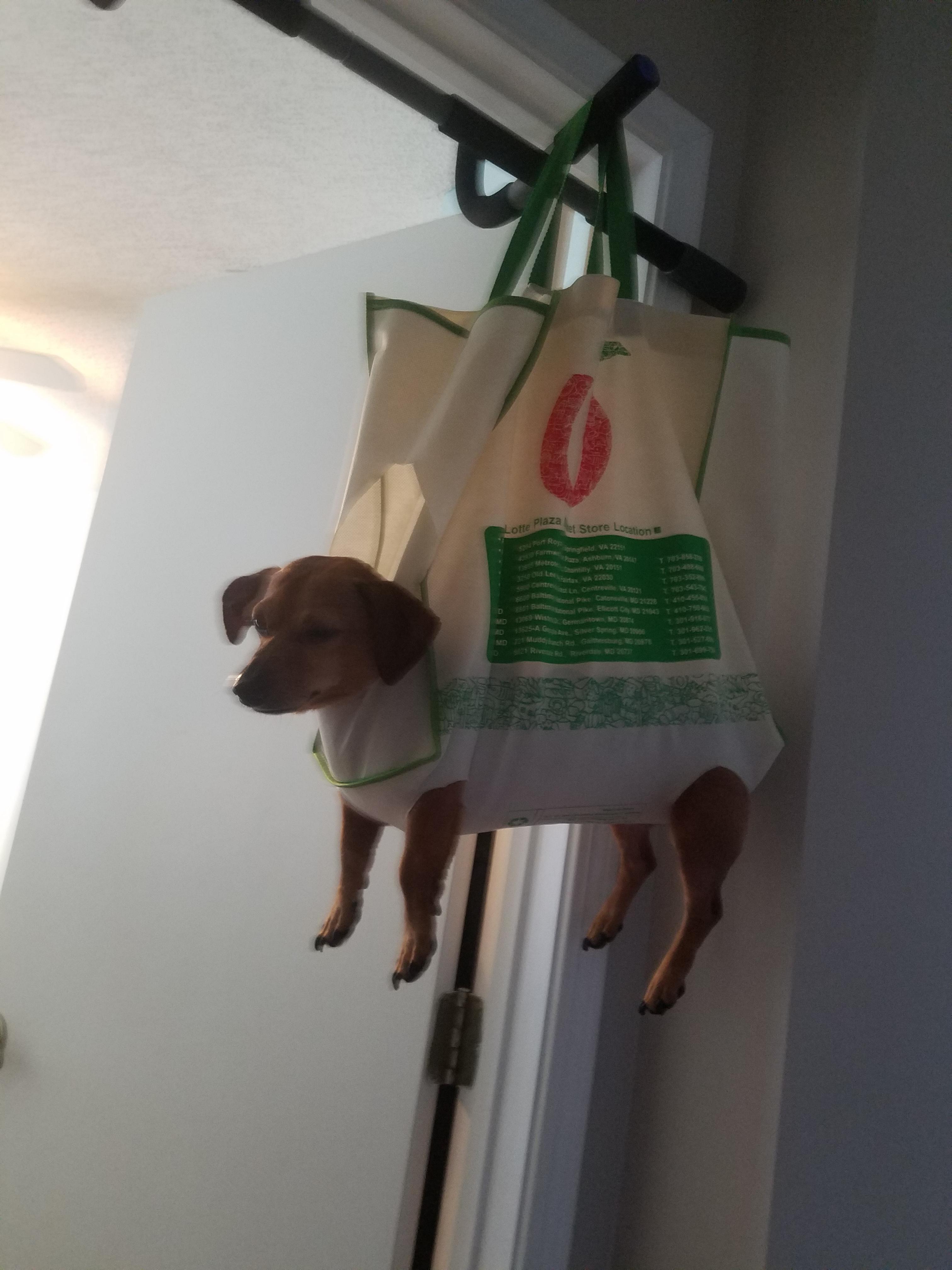 Dog In Shopping Bag To Cut Nails