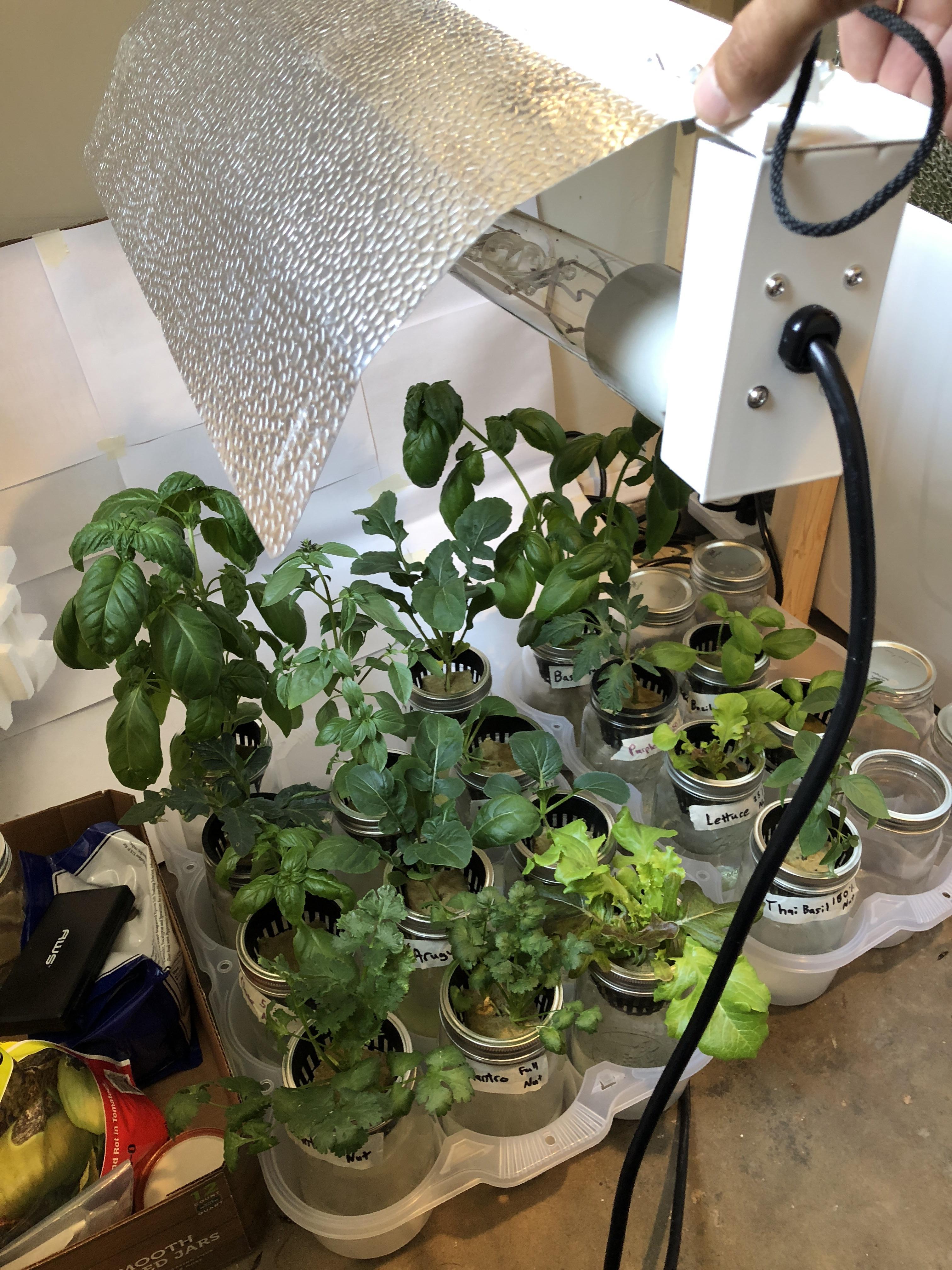 Laundry room Kratky garden r/hydro