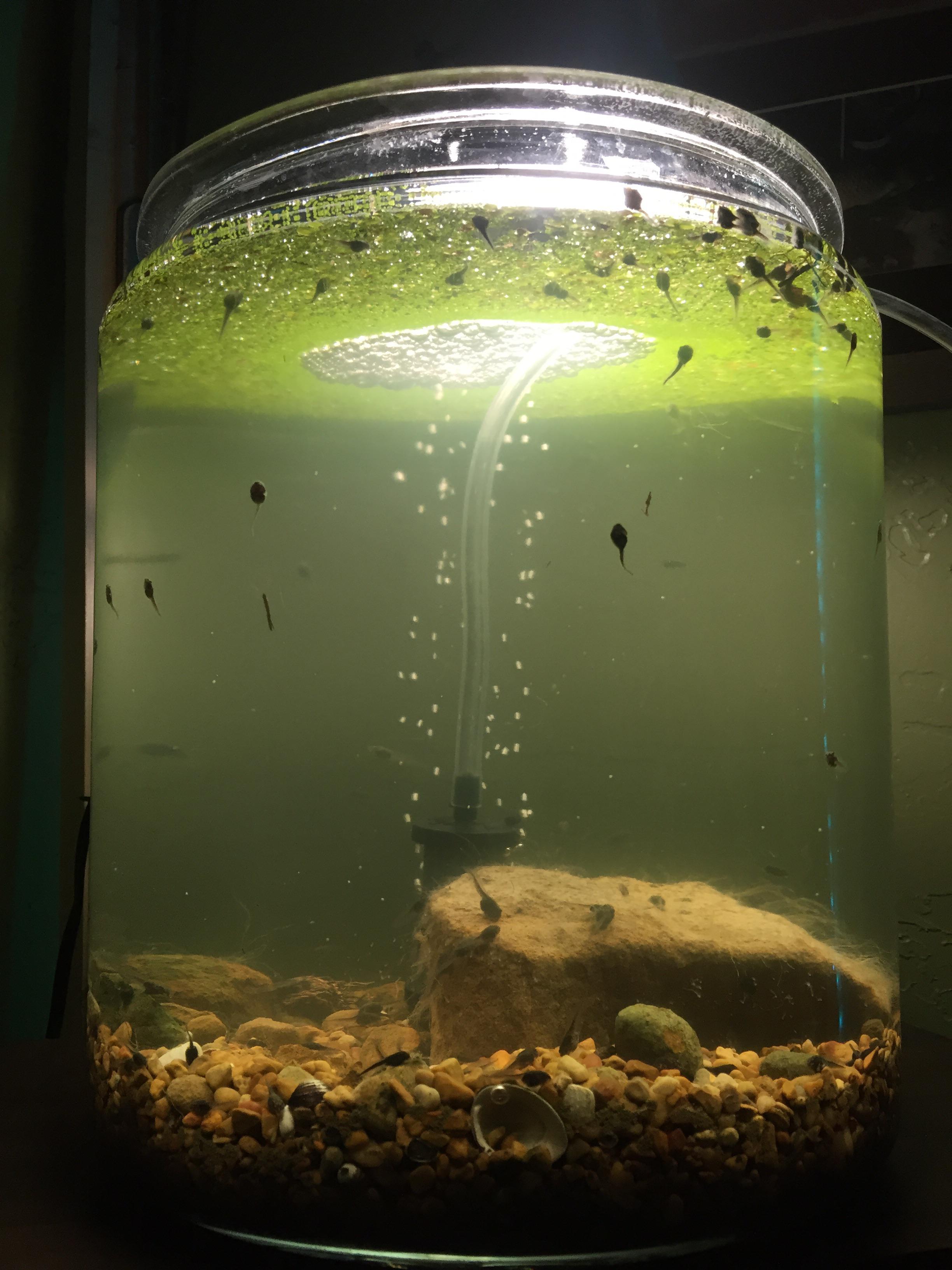 Tadpole jar I made for my kids, and me... r/Jarrariums