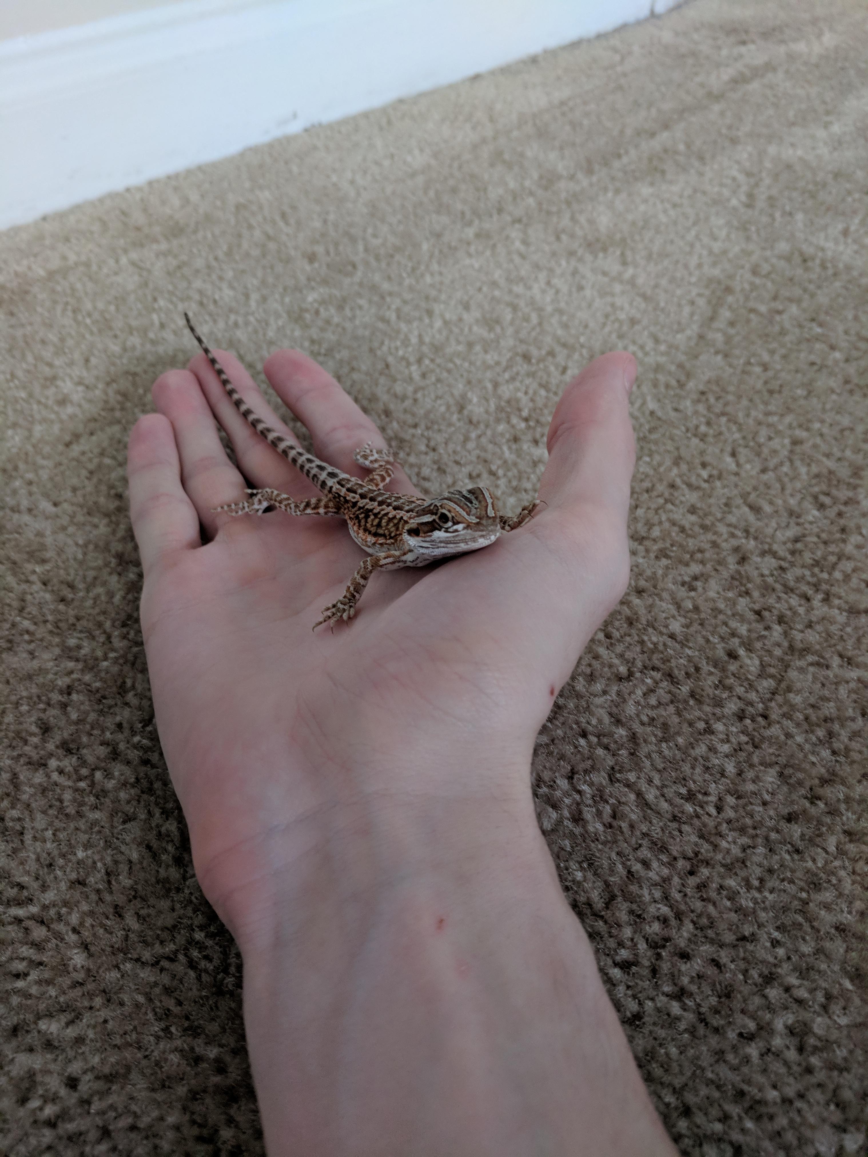 Baby/juvenile bearded dragon feeding question. r/BeardedDragons