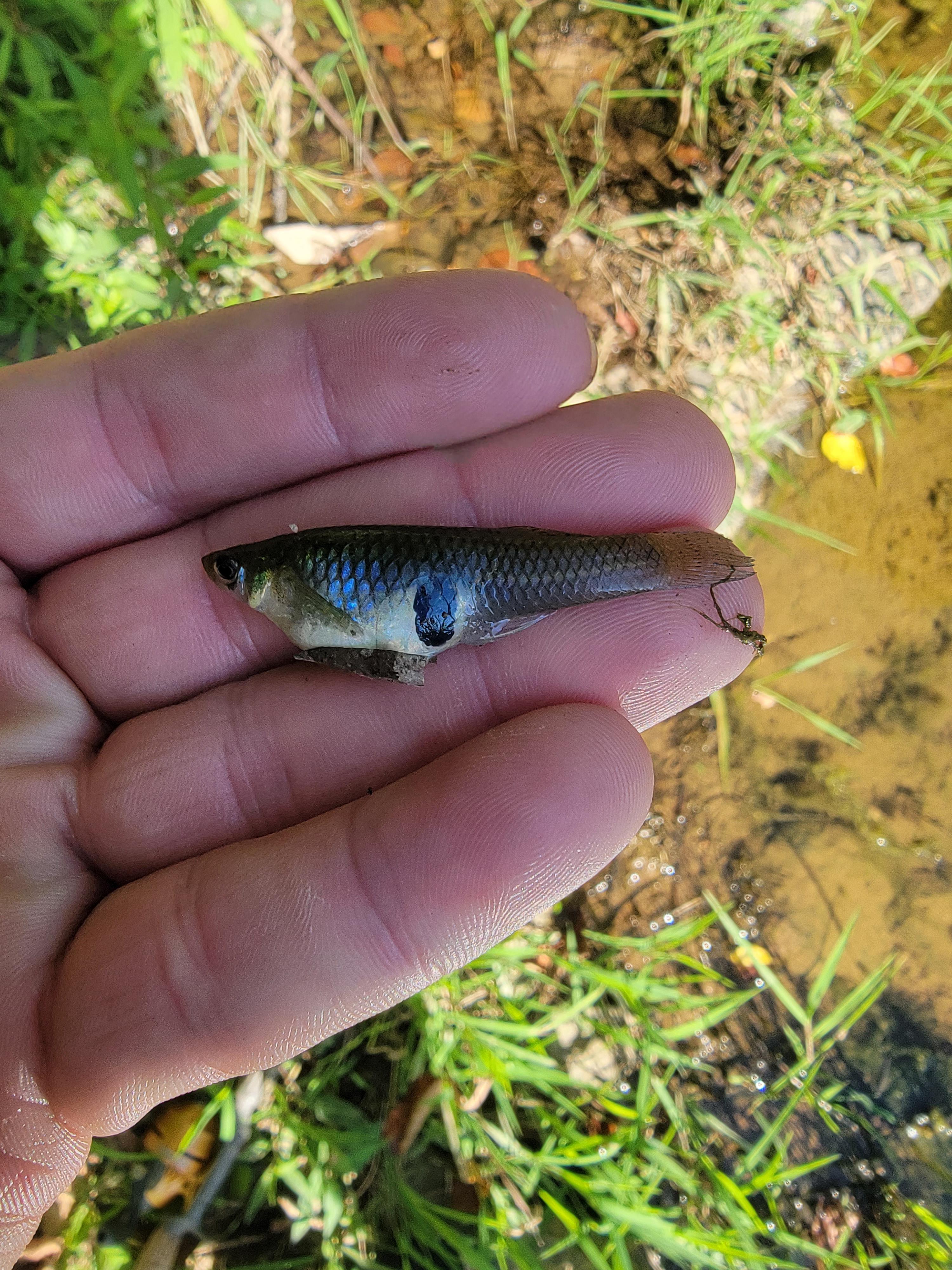 What type of fish? Caught in a creek in NC. r/Fish