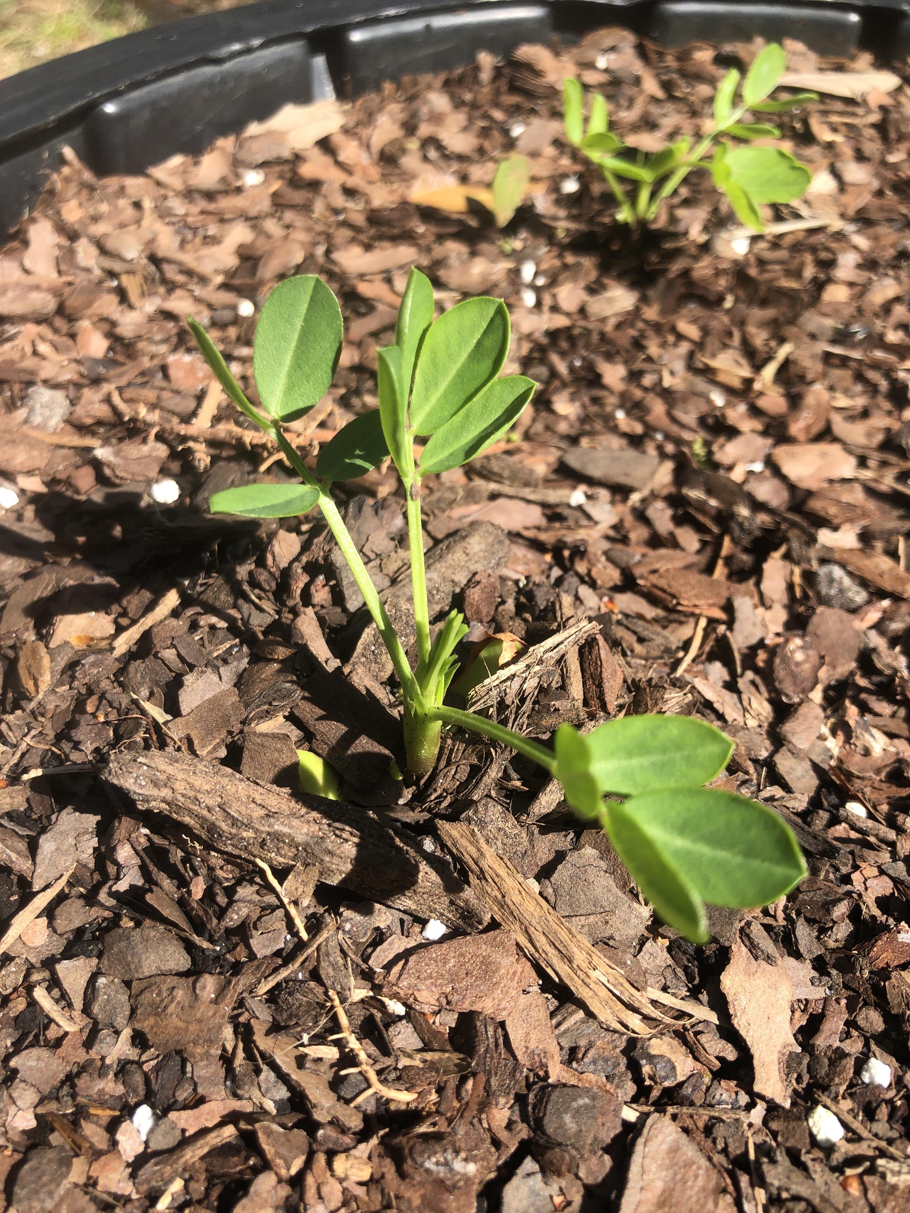 Growing Peanuts 🥜 r/vegetablegardening