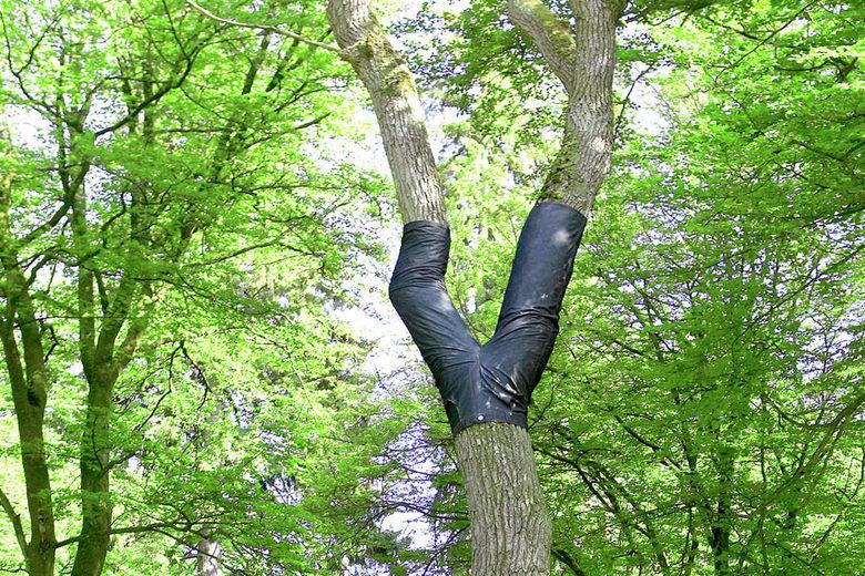 Trees wearing clothes r/TreesWearingClothes