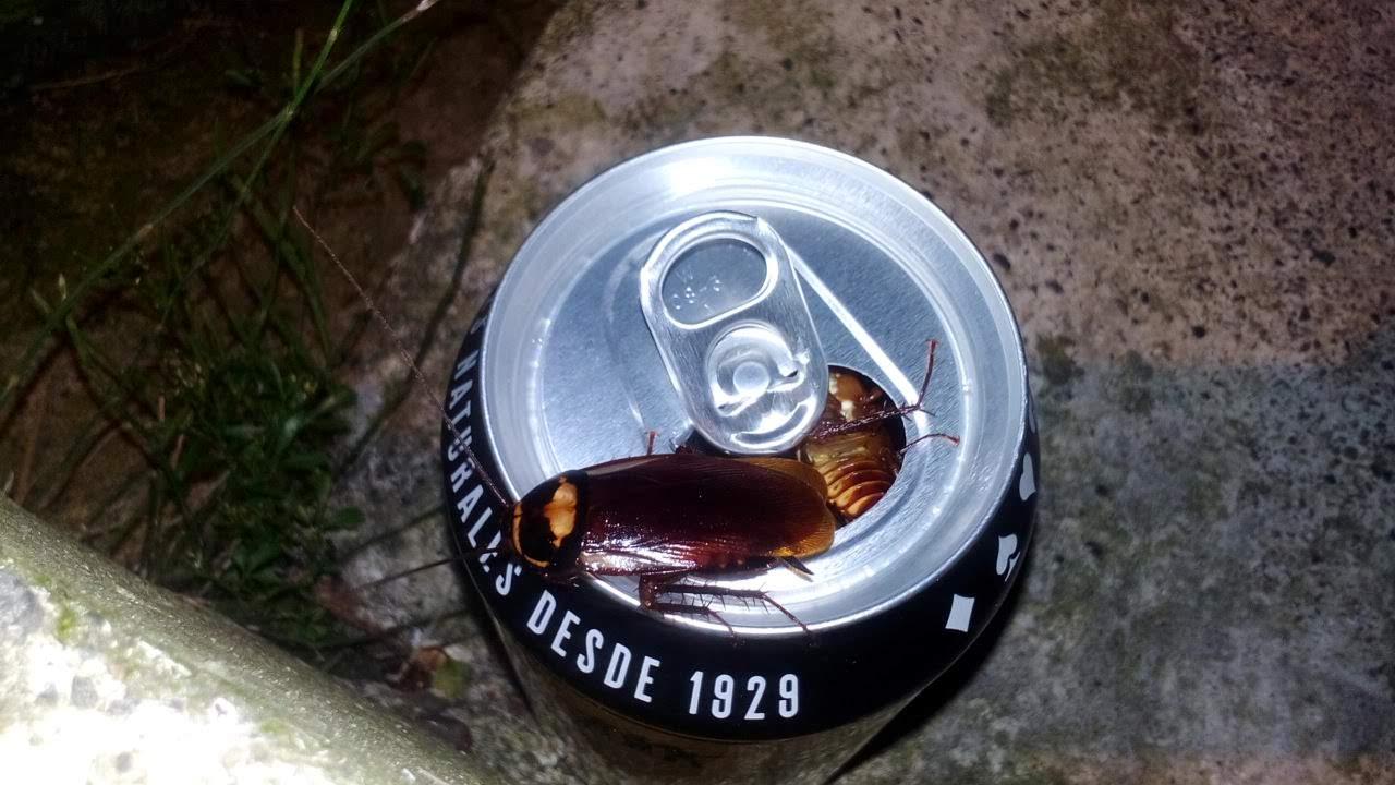 Did you know cockroaches likes beer? r/insects