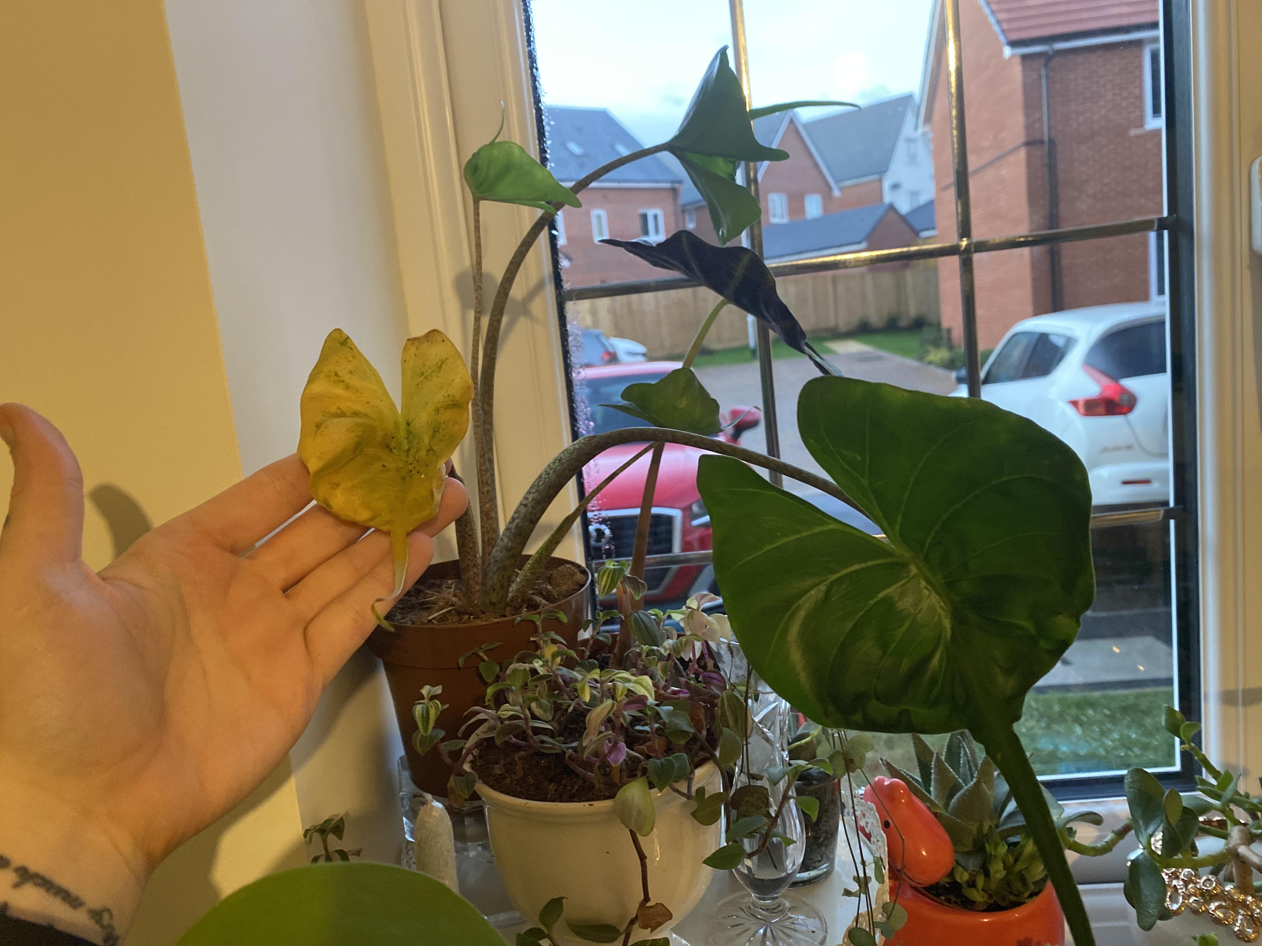 Any idea why my stingray alocasia has had this leaf go yellow? All
