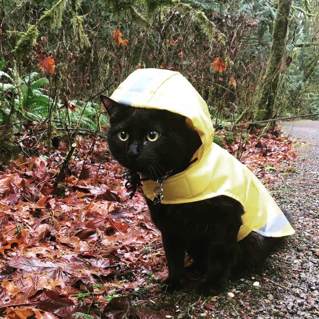 You have been visited by the raincoat cat. You shall remain dry and