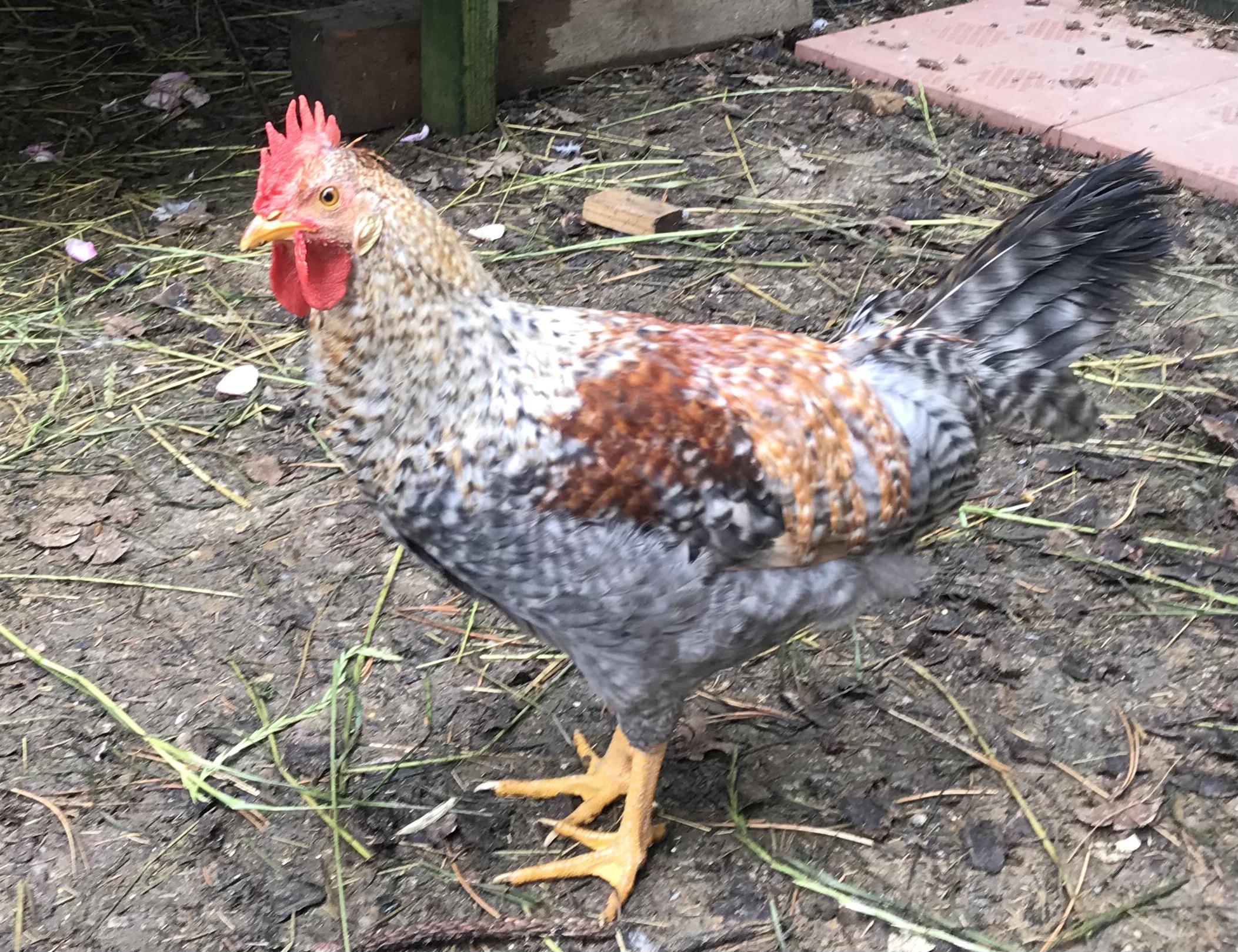 Why won’t my chickens eat corn kernels? Chickens aged between 1016