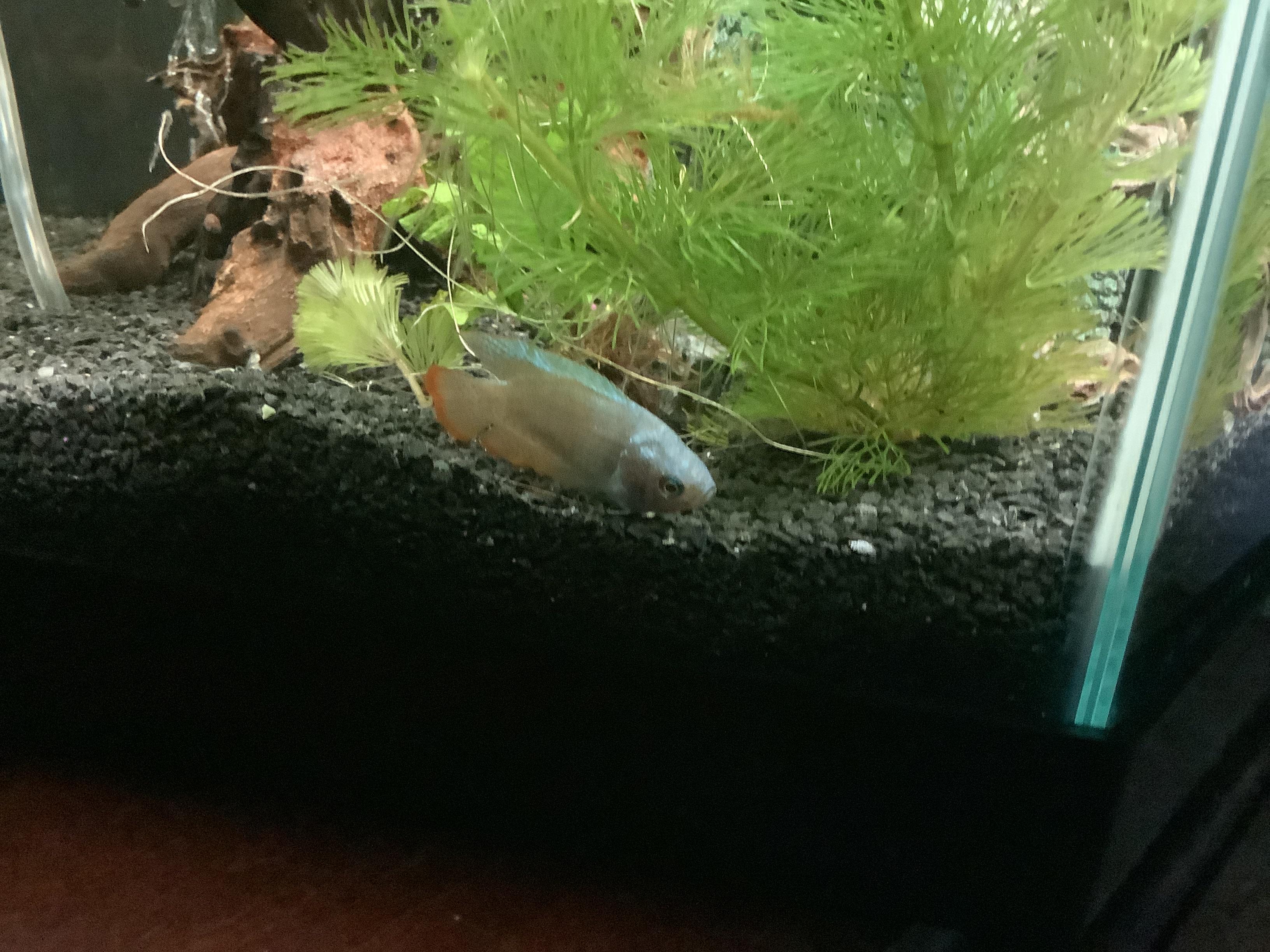 I have a cobalt dwarf gourami. He has been hanging out at the bottom of