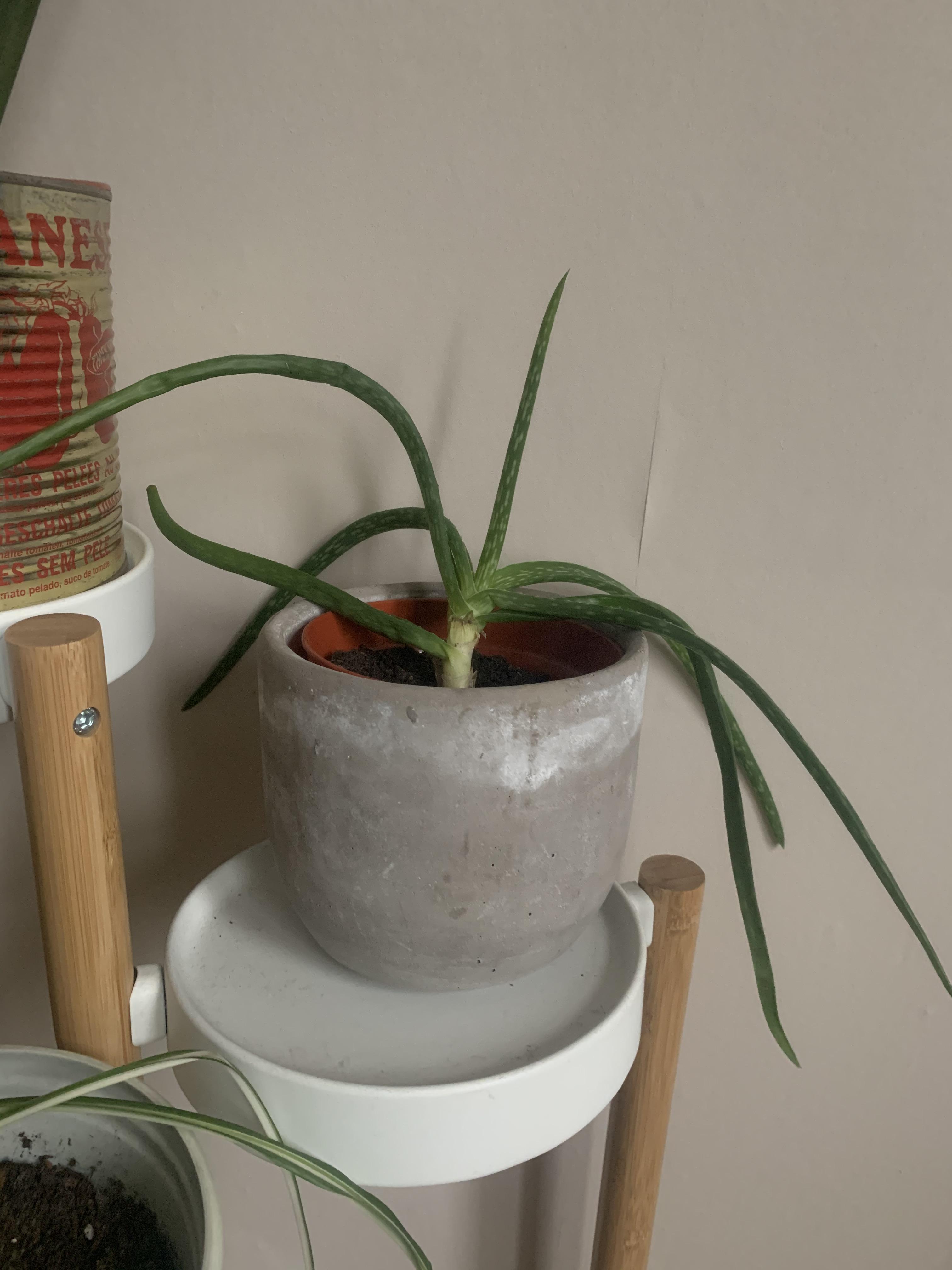 Why is my aloe vera so droopy?! What can I do to help it? Thanks