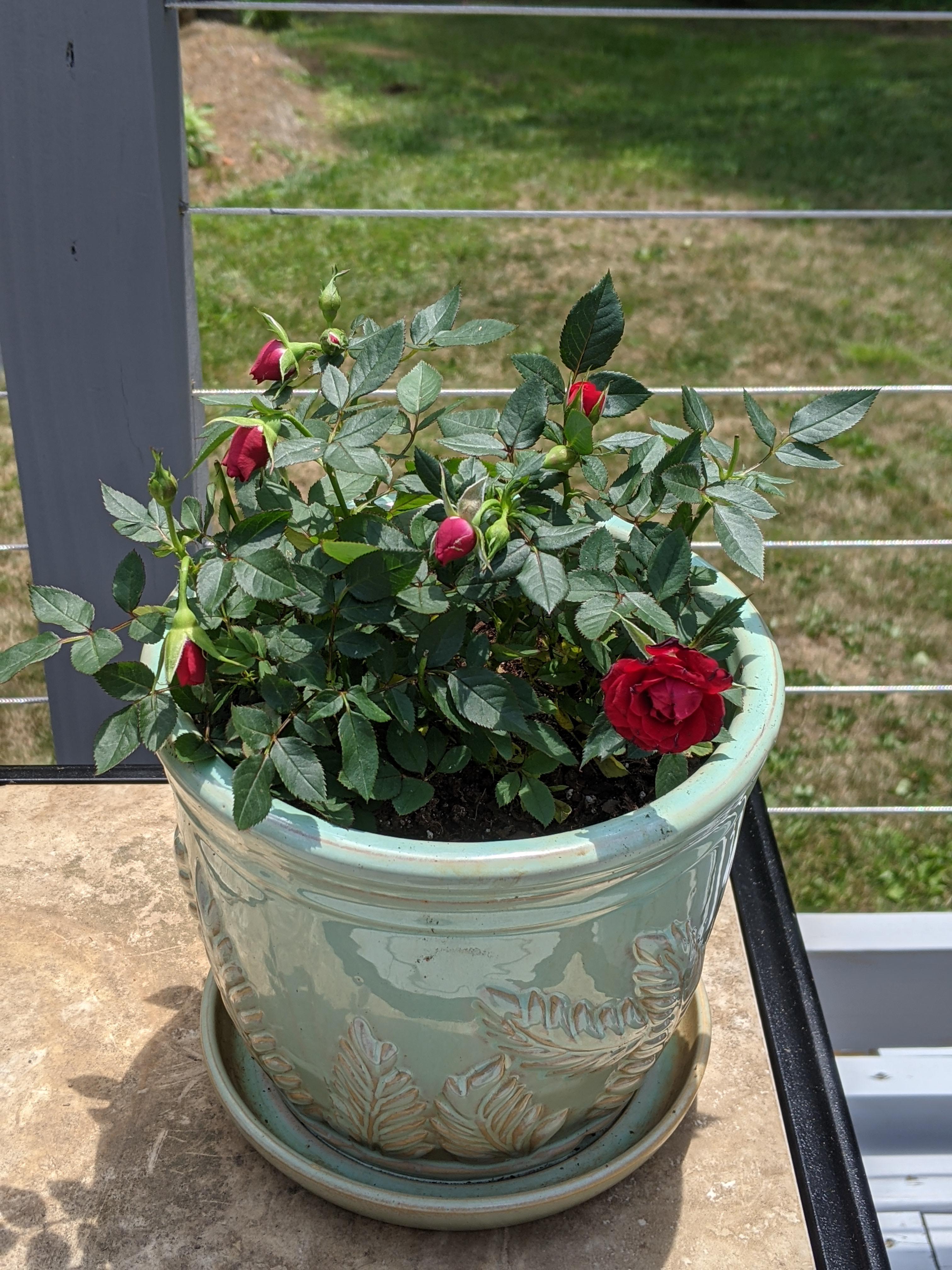 Any advice for growing potted mini roses outdoors? mine are looking