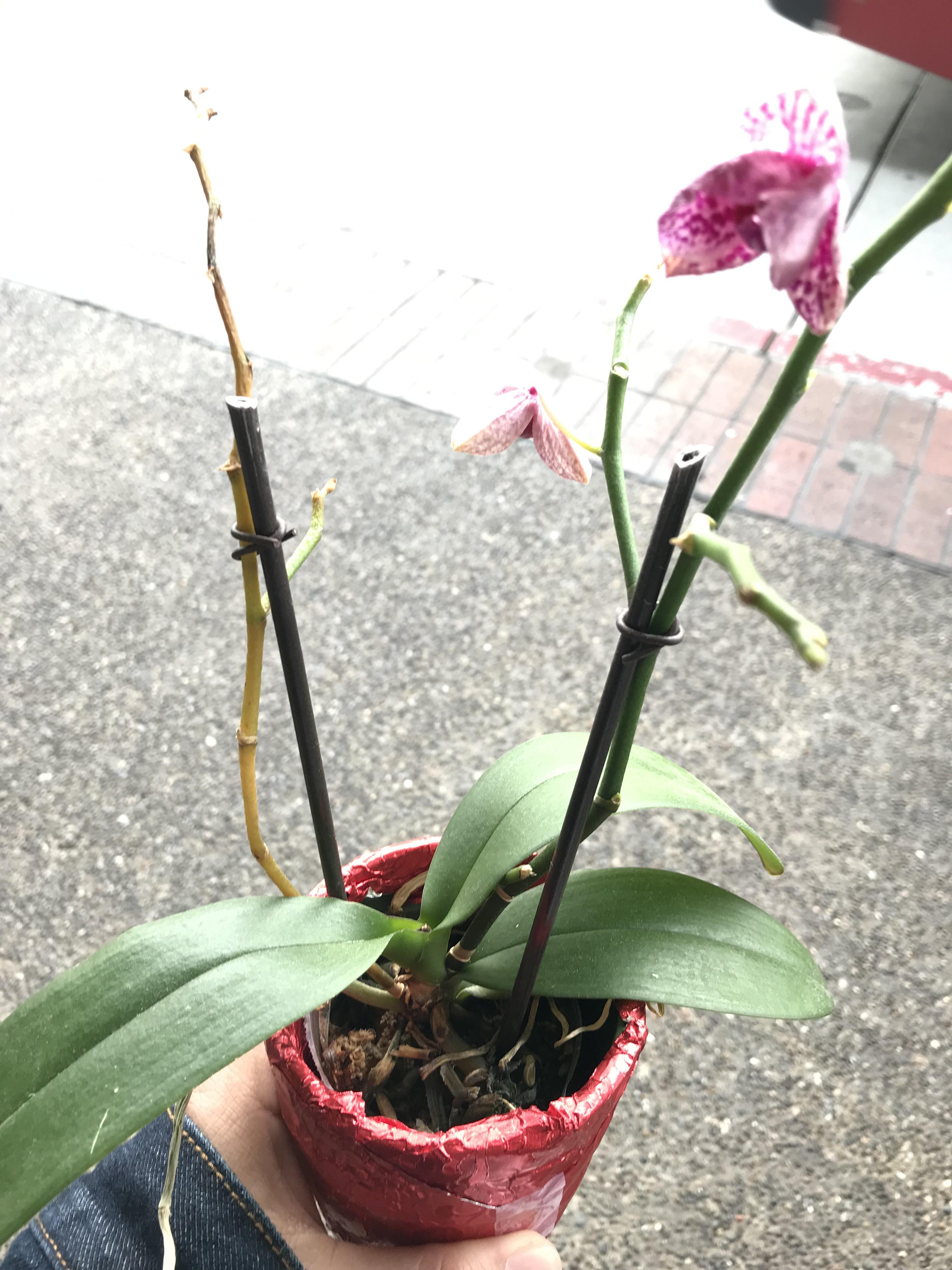 Can this orchid be saved? My bank gave it to me to rescue. I don't know anything about orchids