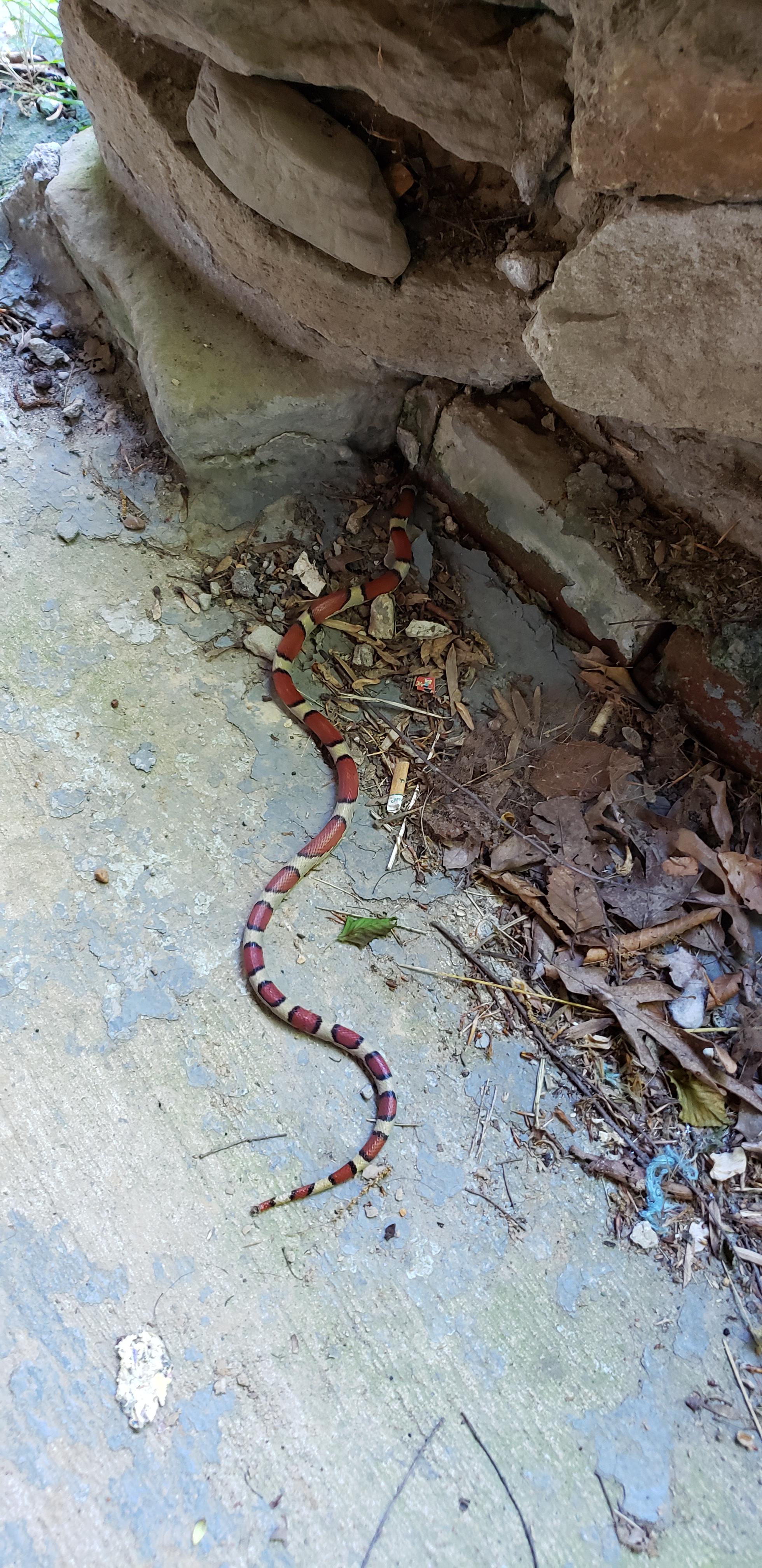 This King Snake after I caught him, in my bathroom, under the sink