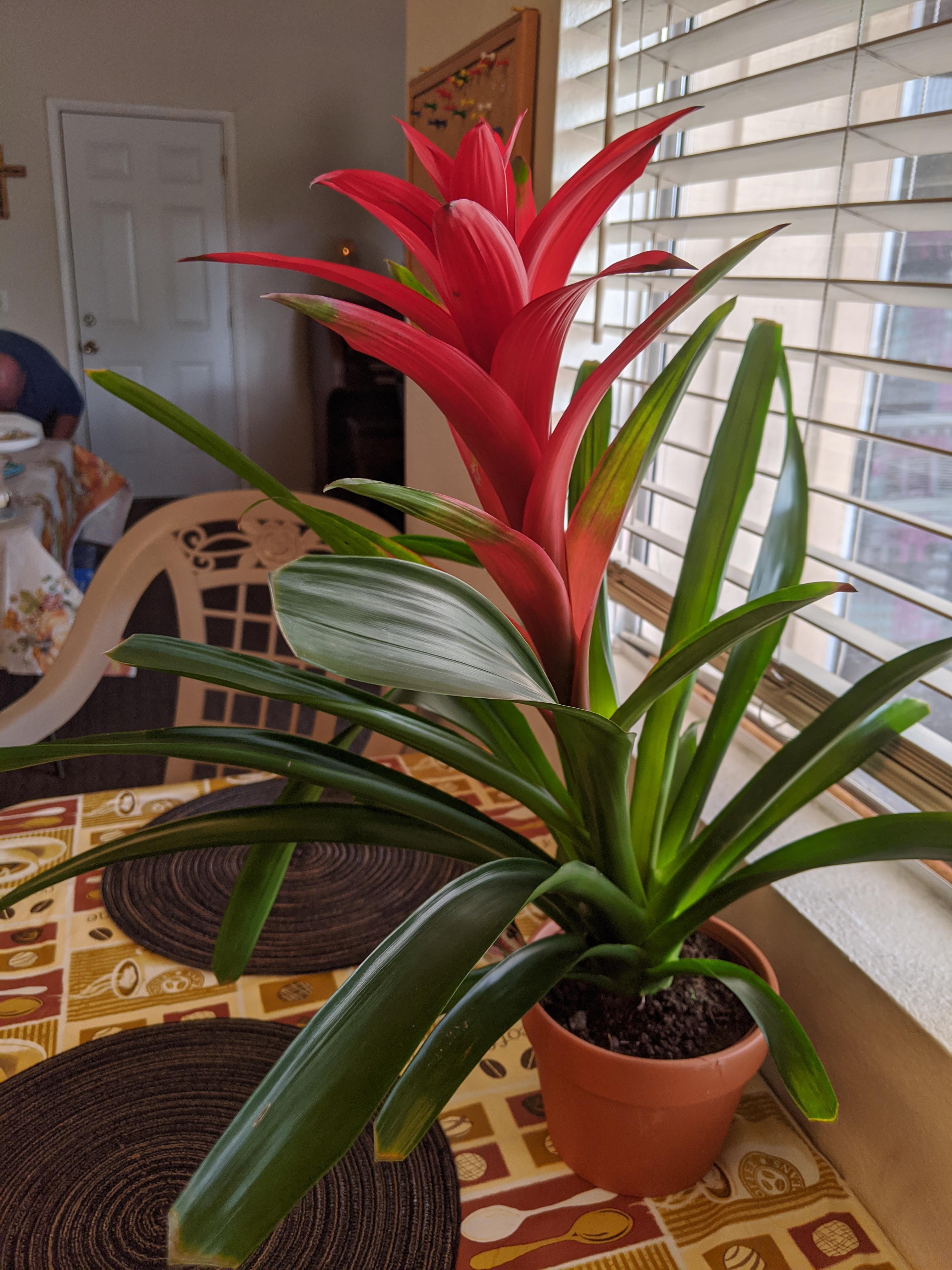 What's this plant called? r/houseplants
