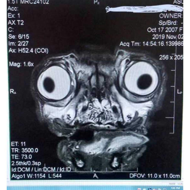 Xray of pugs head oddlyterrifying