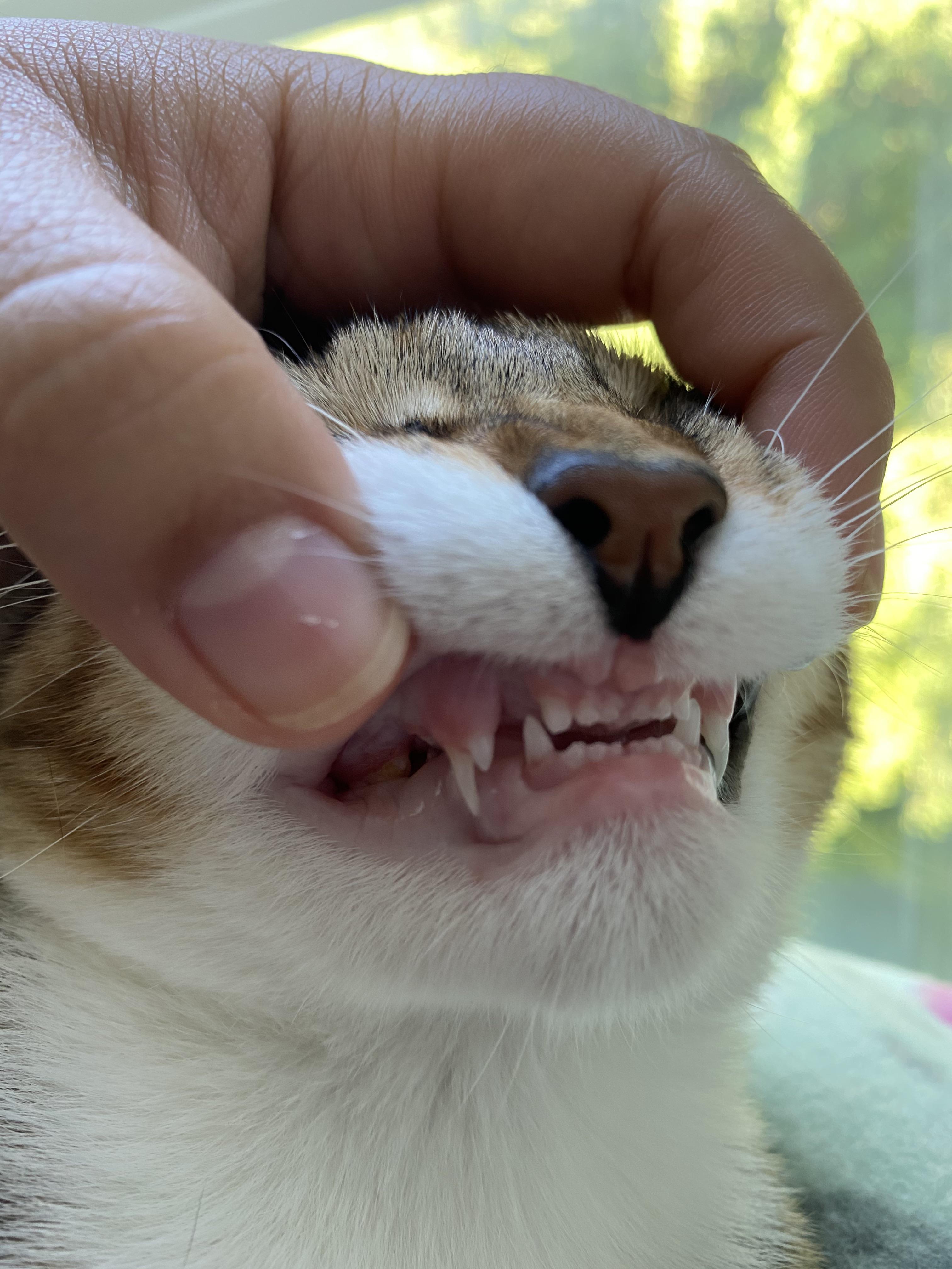 My cats adult teeth are growing in. Didn’t realize they grow right next