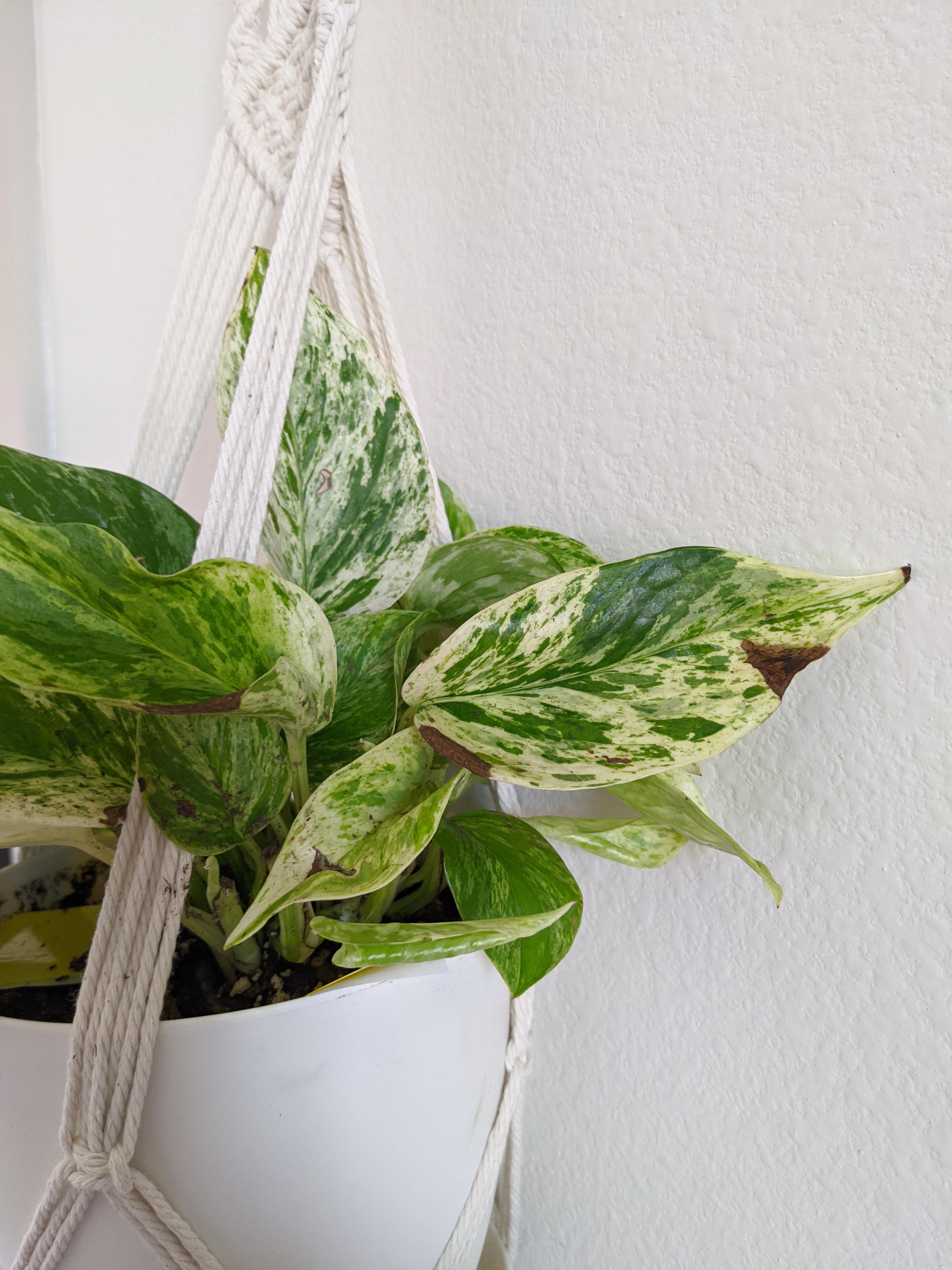 What is wrong with my marble queen? She has several of these brown