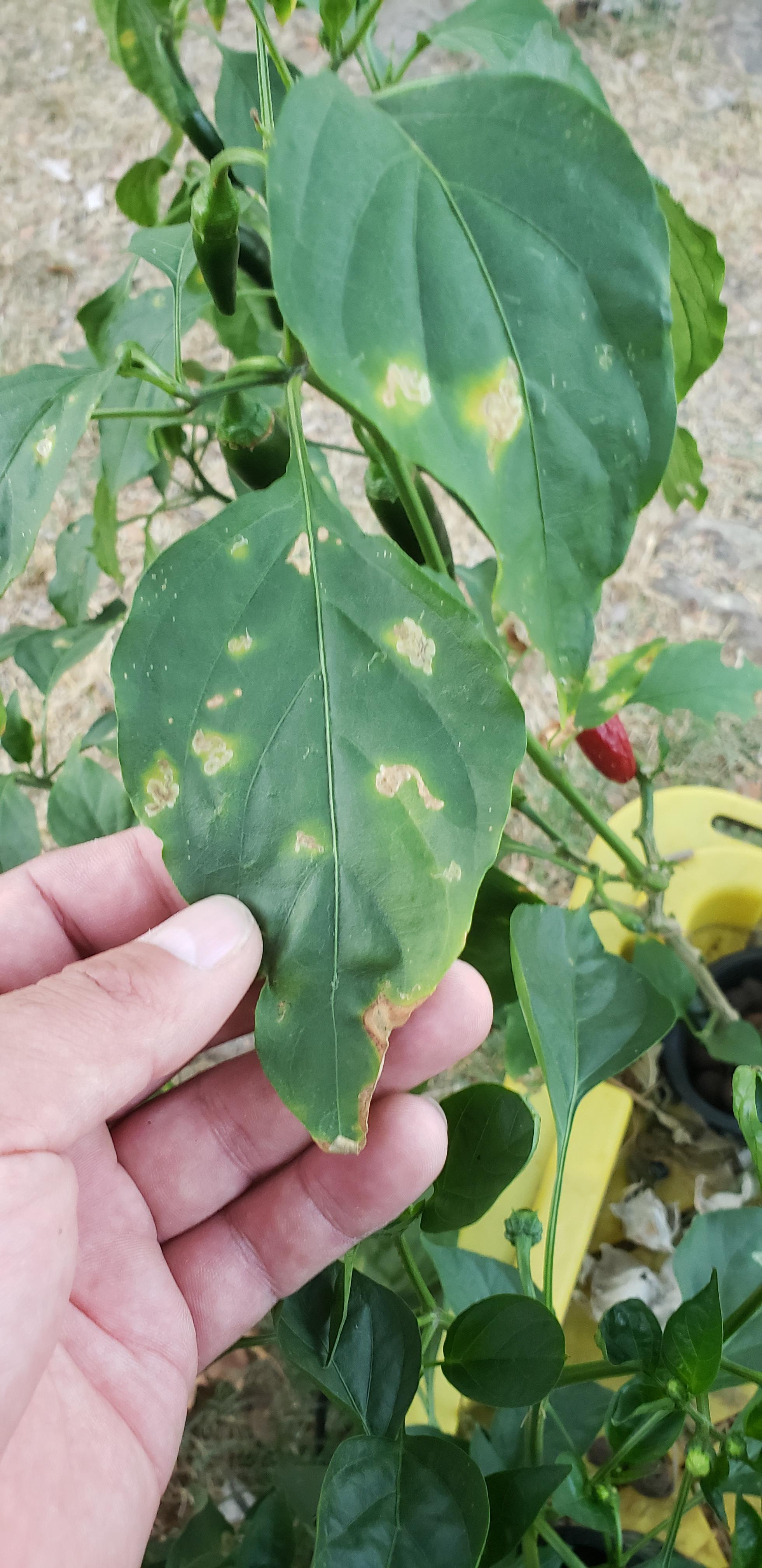 Sunburn on my hydroponic peppers? I noticed quite a few leaves dropped