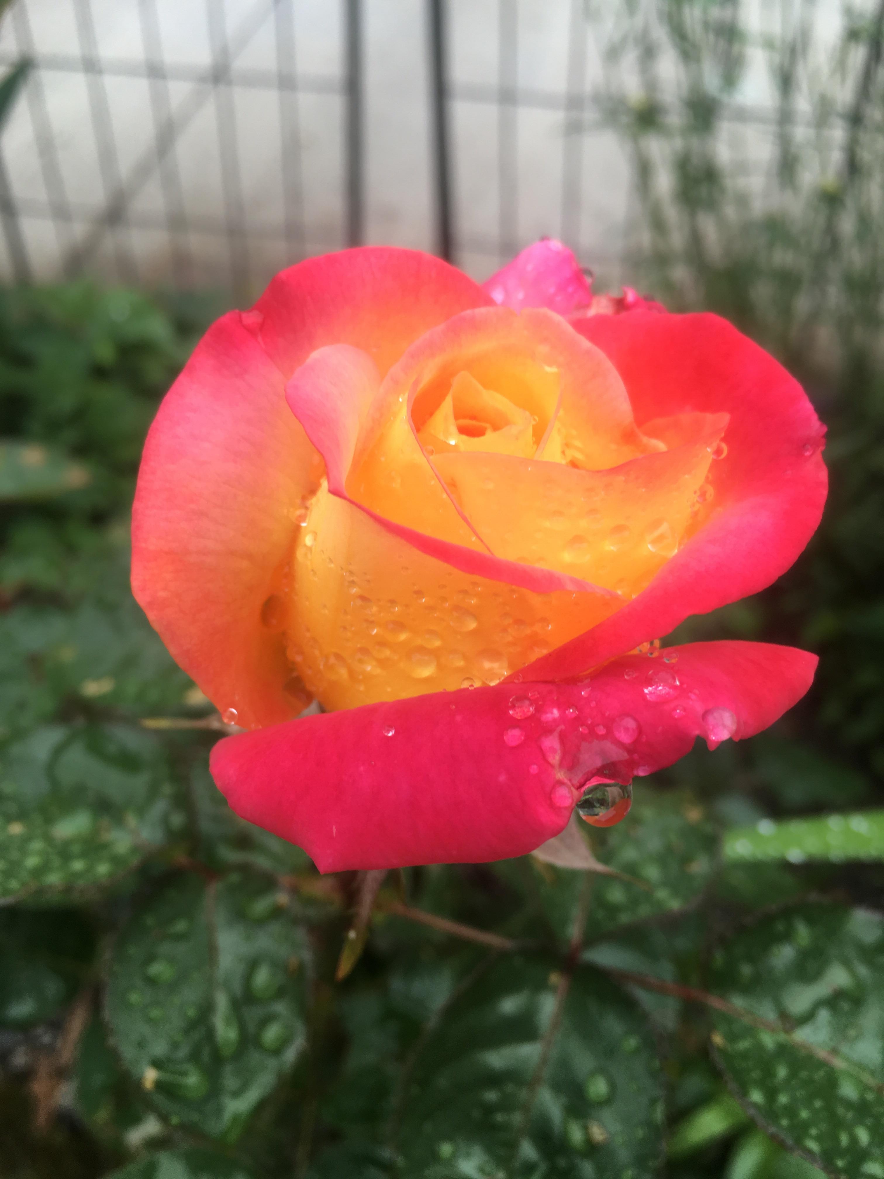 Two tone roses. Rescued from Walmart 2 clearance ..gardening win r
