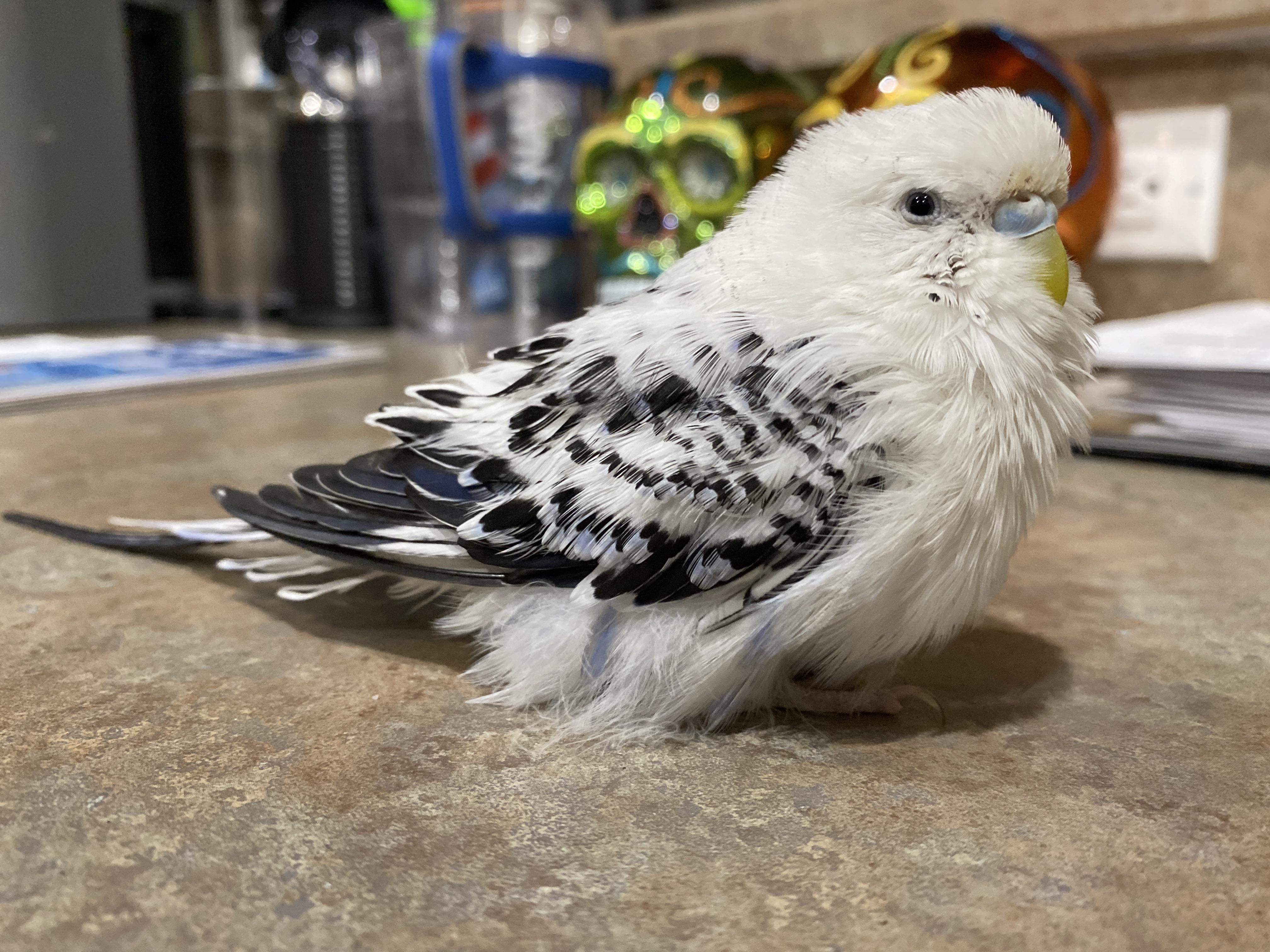 Parakeet Budgie White