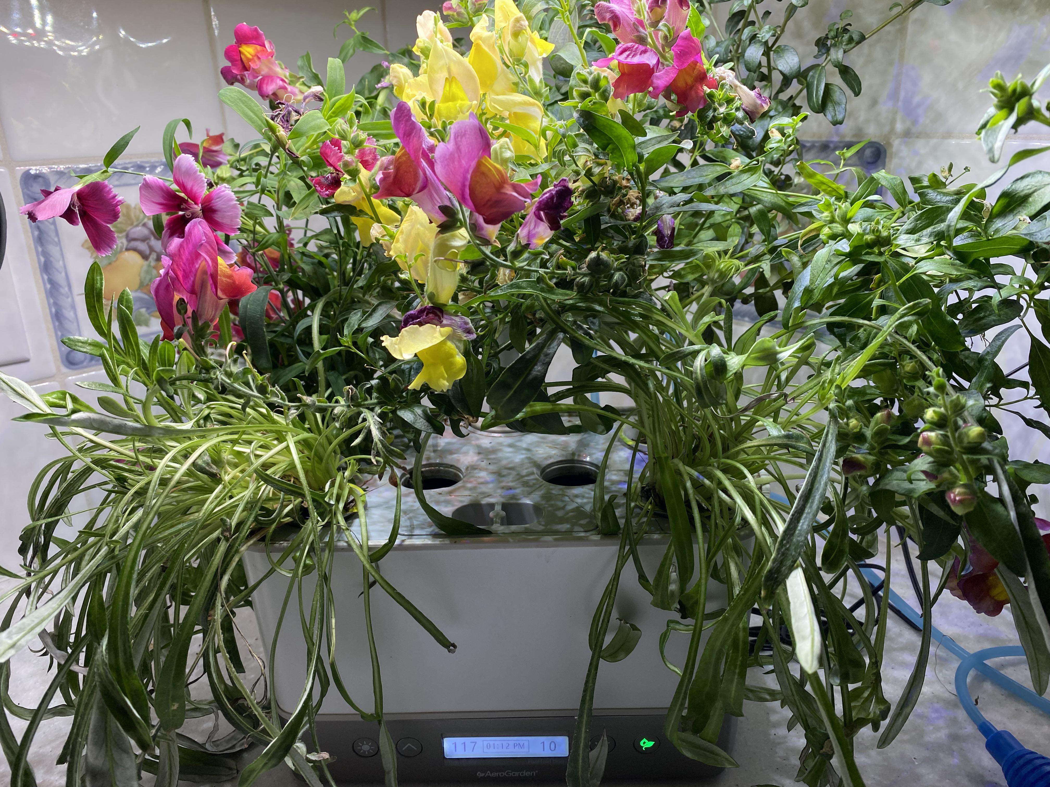 117 Days Mountain Meadow Flowers 4 pods r/aerogarden
