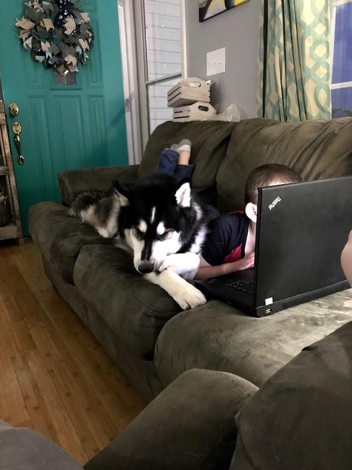 Husky and his best friend r/husky