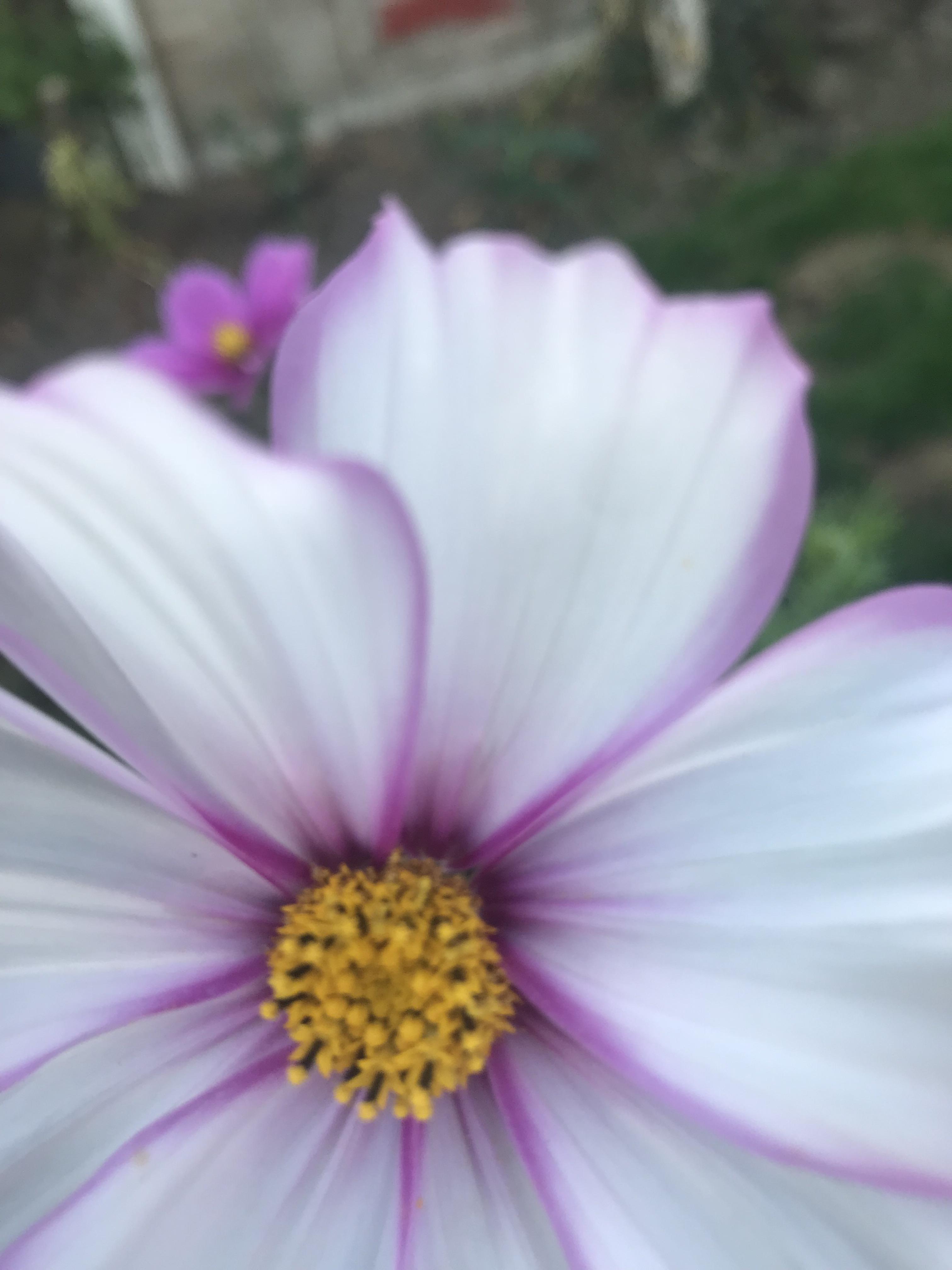 Love a close up of flowers in the garden. r/AmateurPhotography