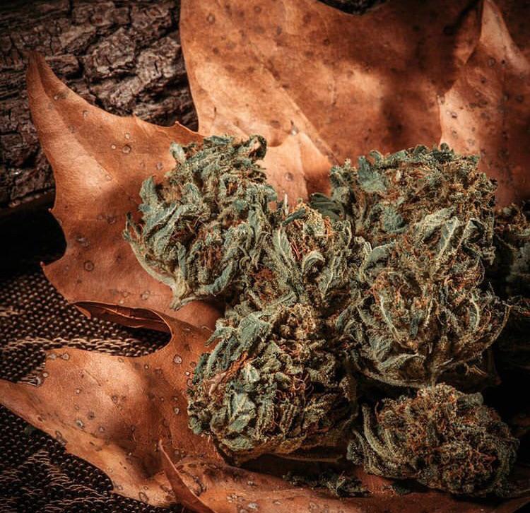 Mystic Roots Lifter Organic Hemp Flower r/hempflowers