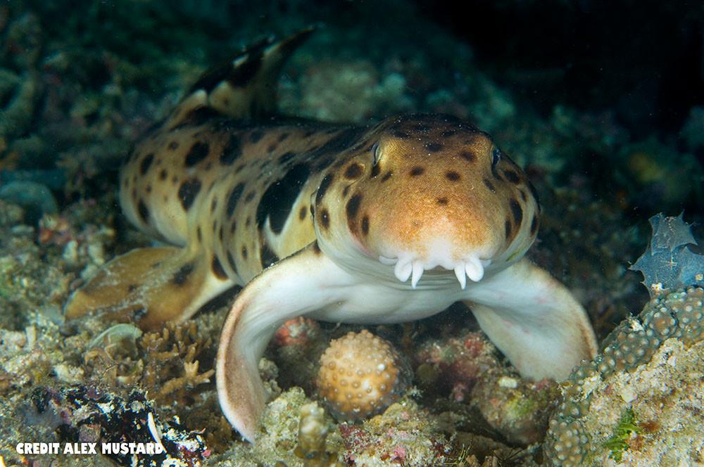 This is the Epaulette Shark, They have a suction force of over 200