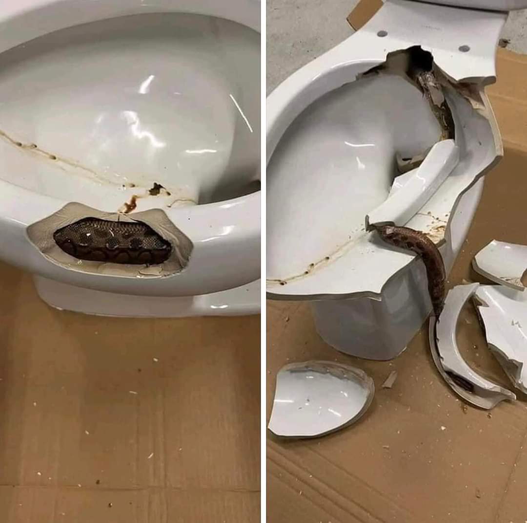 This snake found coiled inside a toilet r/oddlyterrifying