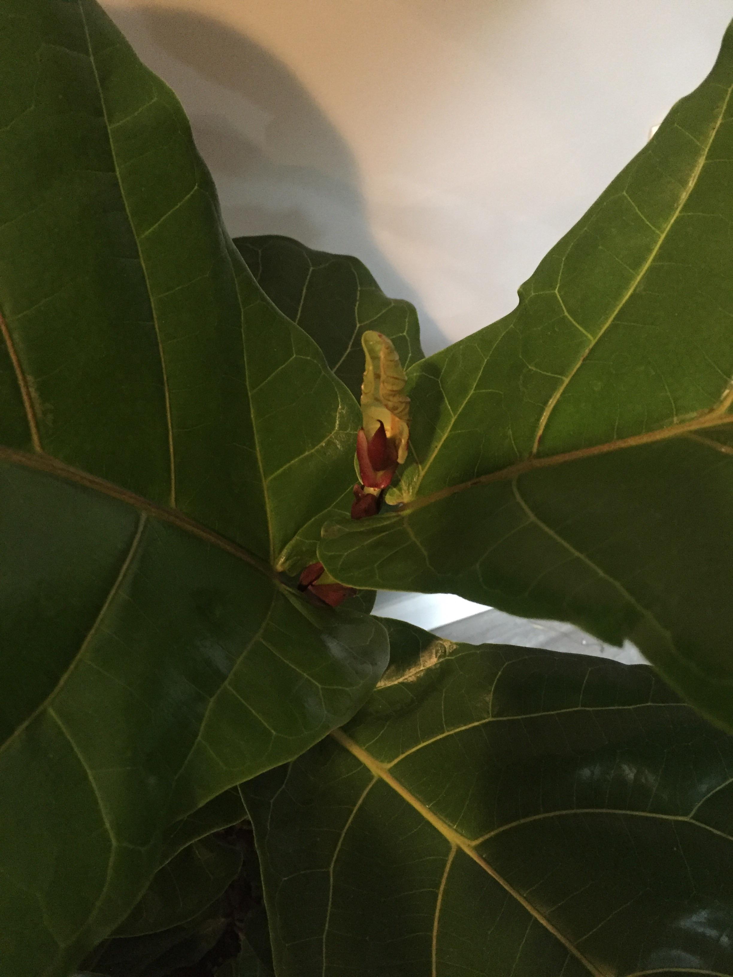 New growth on fiddle leaf fig is small?