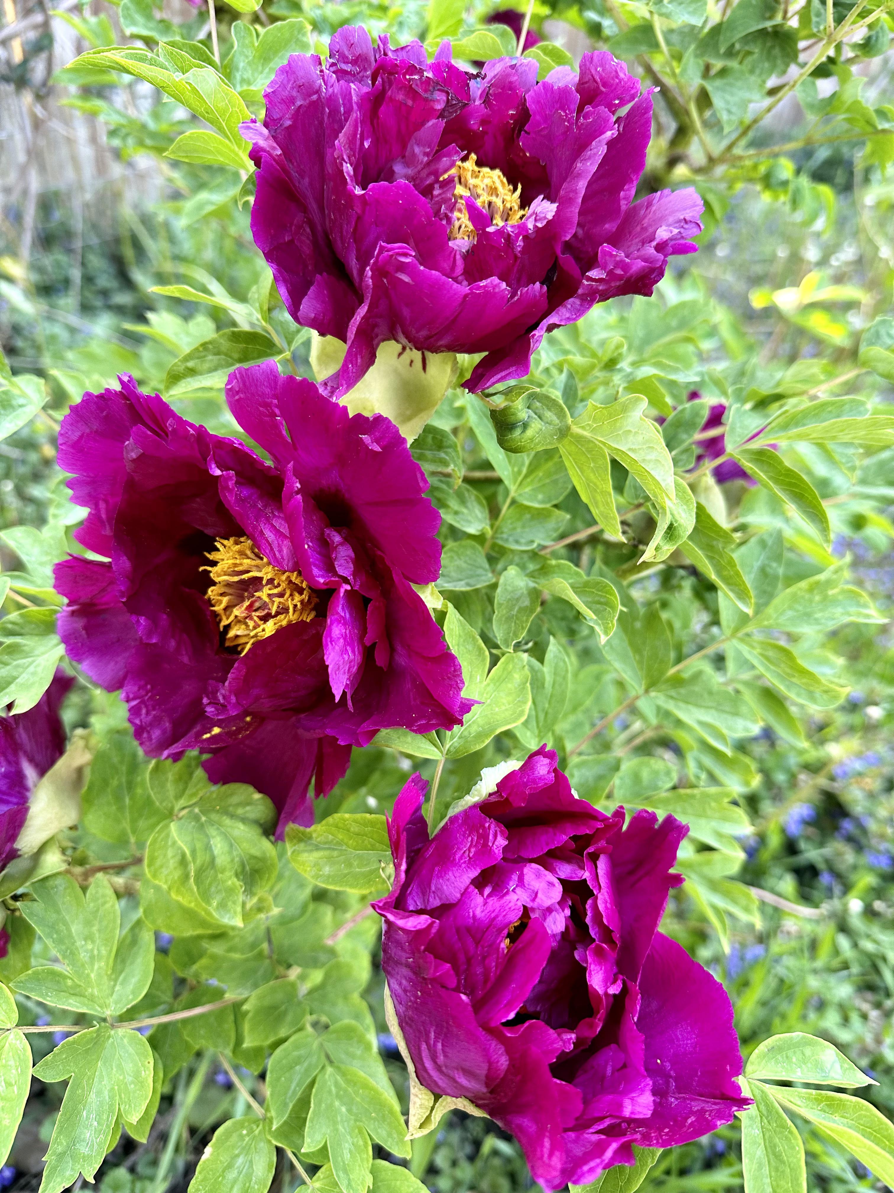 Island Minister tree peony r/gardening