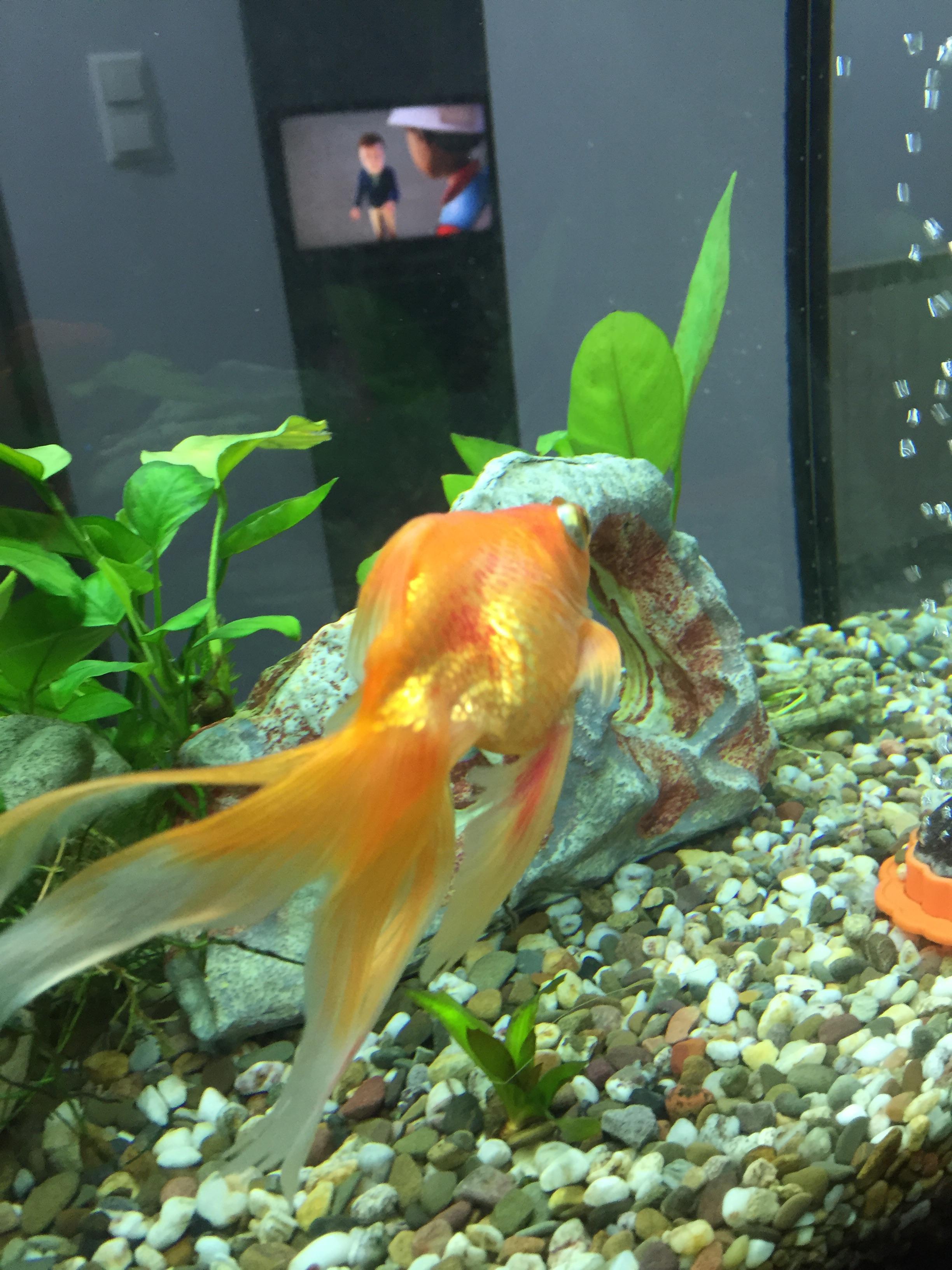 I’ve noticed Oranda’s fins and part of the body became reddish today. I