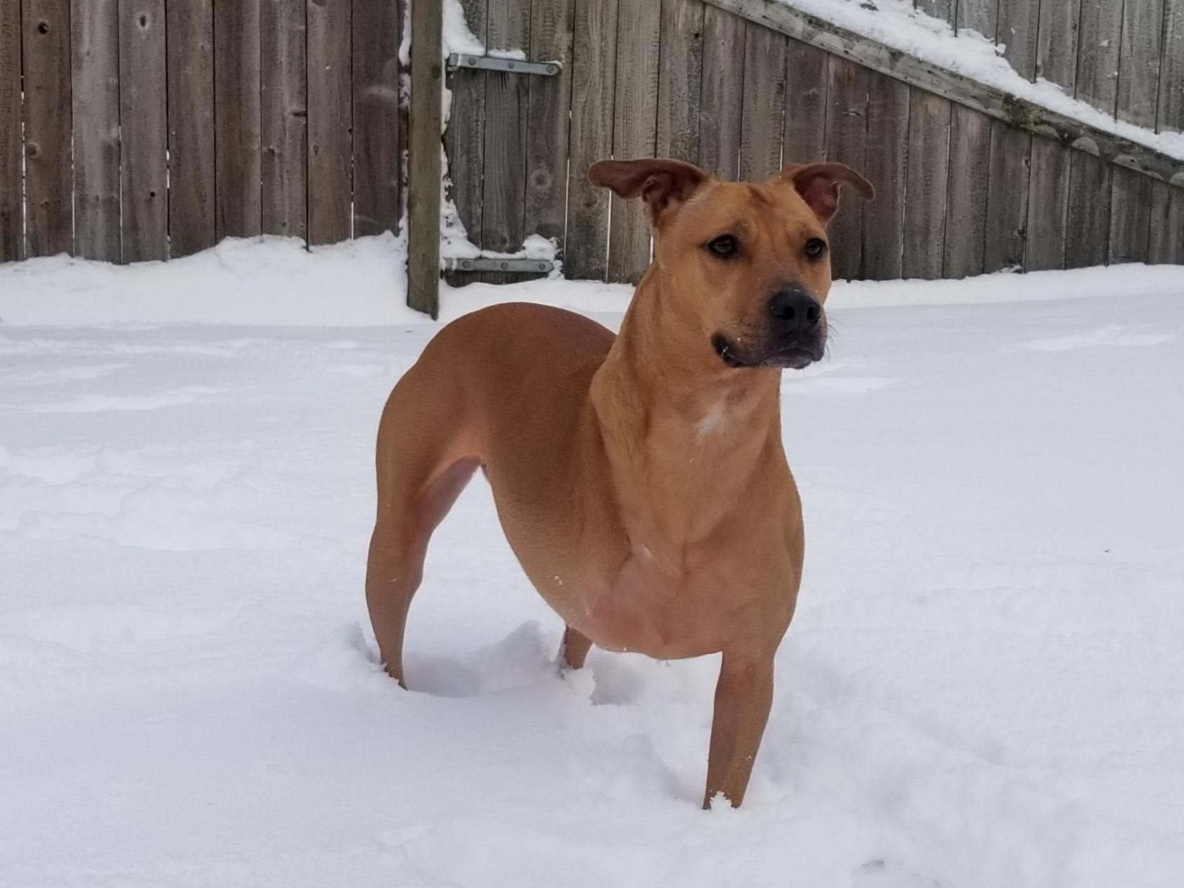 And look Wayne, another 3 legged dog r/Letterkenny