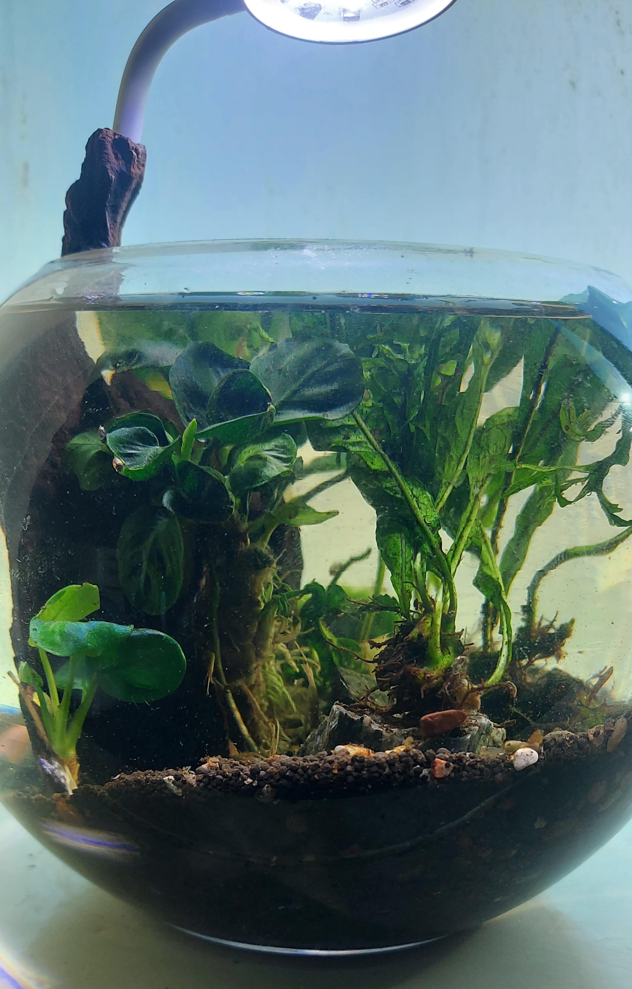 what can i put in this small little fish bowl! r/Aquascape