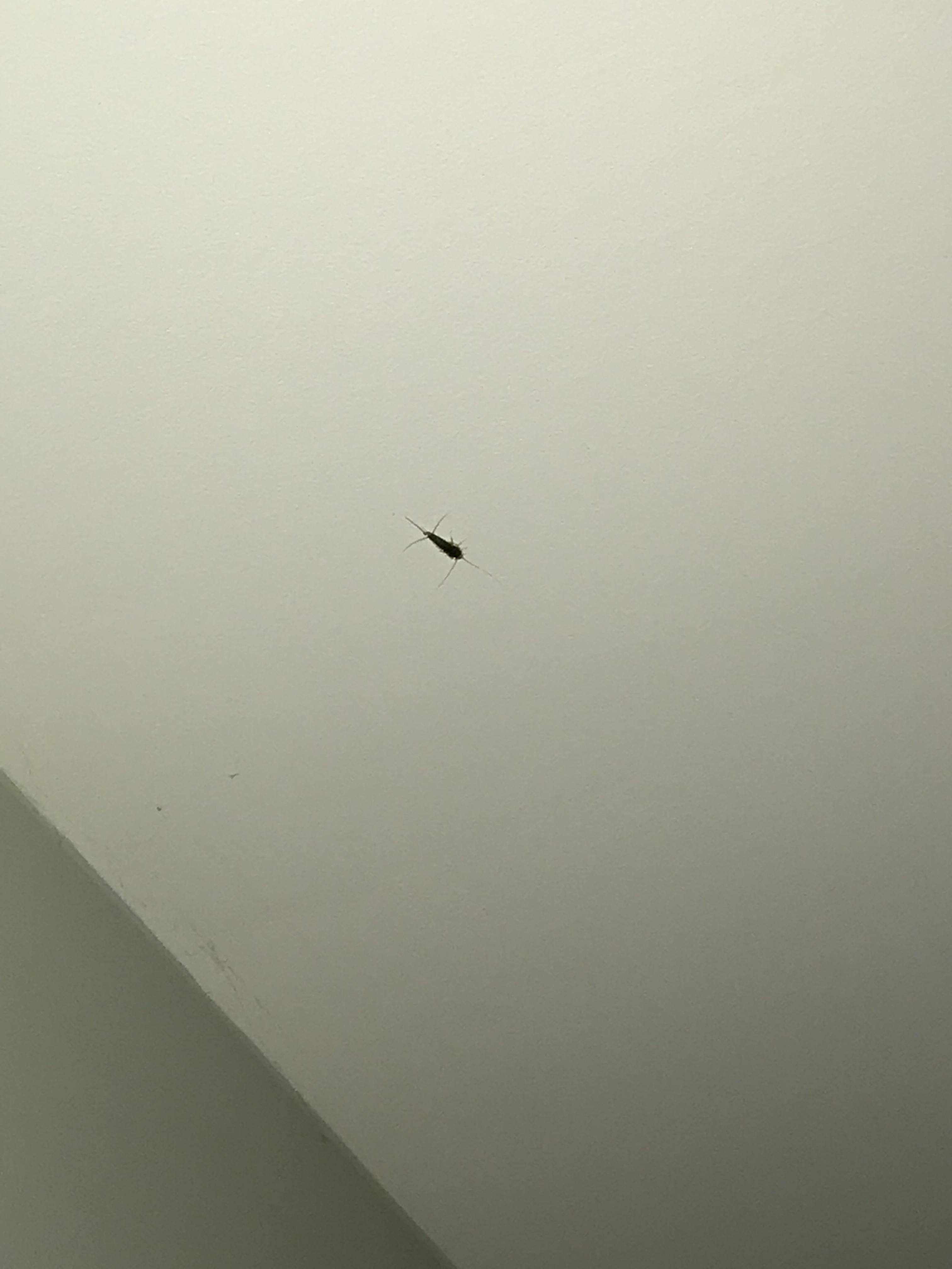 Found this little guy on my ceiling, thought he was a house centipede